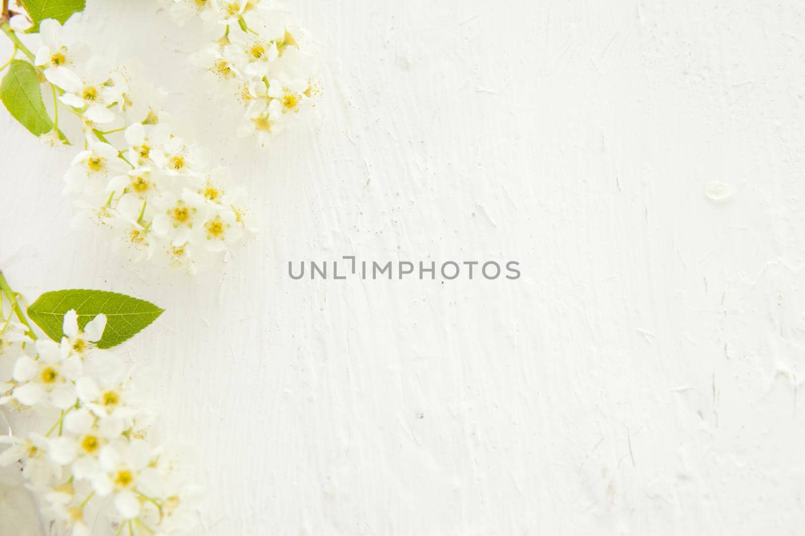 Beautiful pastel floral border with bird cherry beautiful blurred background. shallow depth of field . white mock up background with flowers