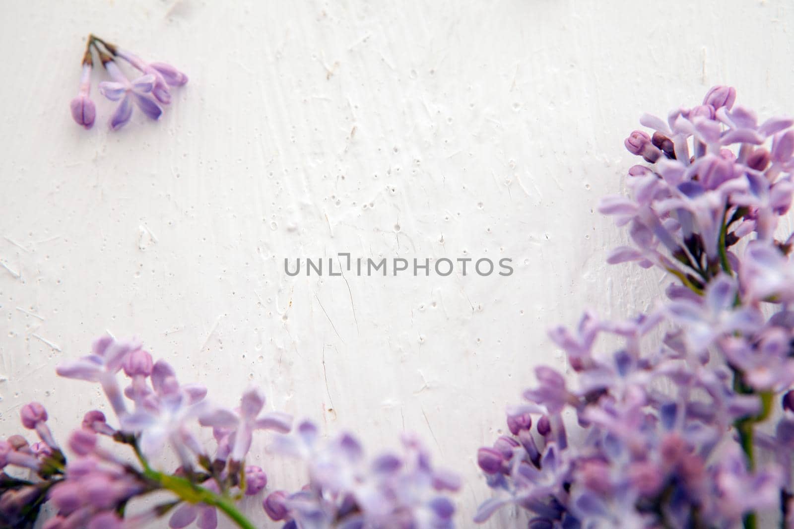 Border of fresh lilac flowers isolated on white background. mocup of lilac on white background