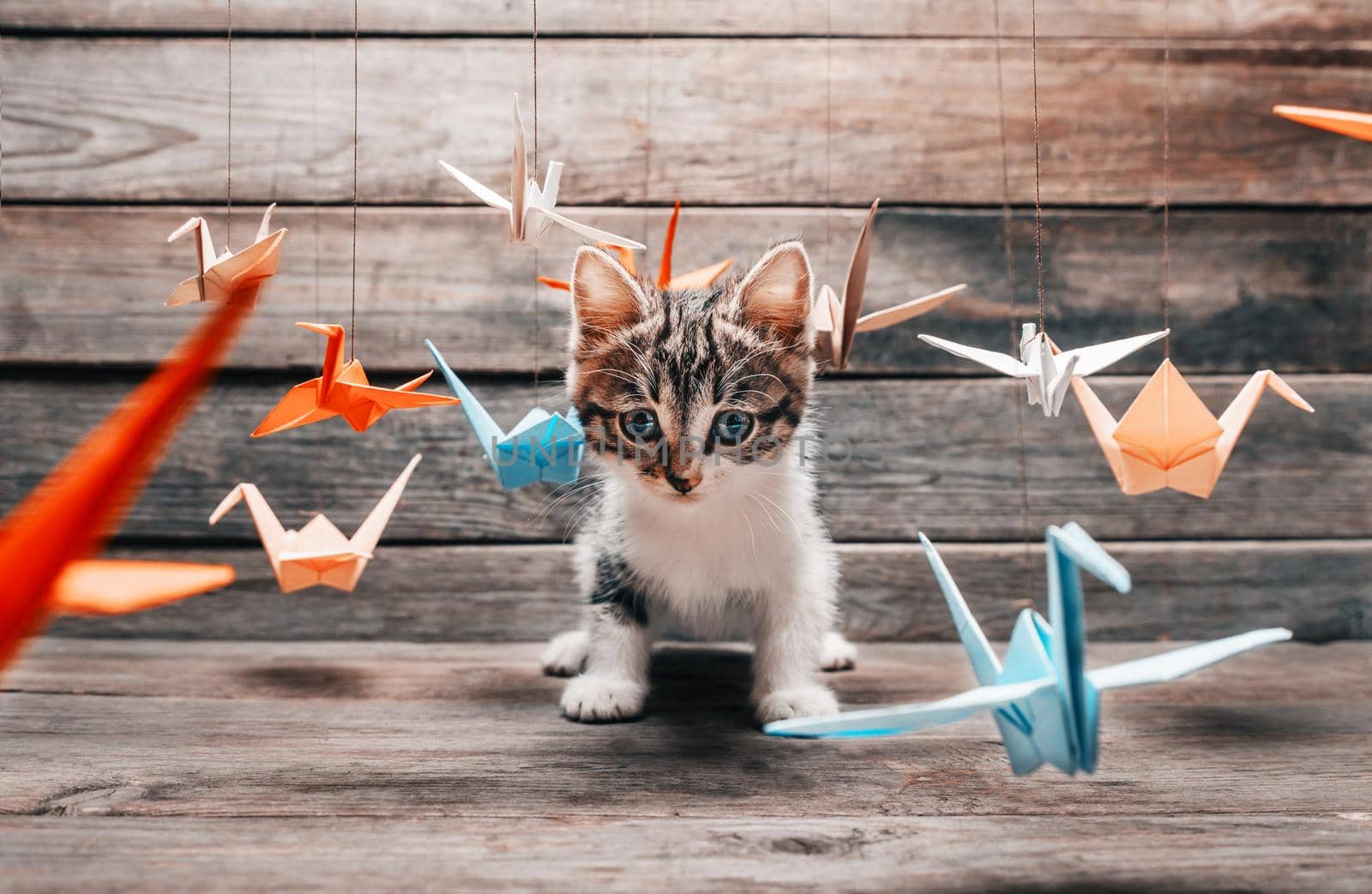 Cute little kitten sitting among colorful paper origami cranes and staring at camera