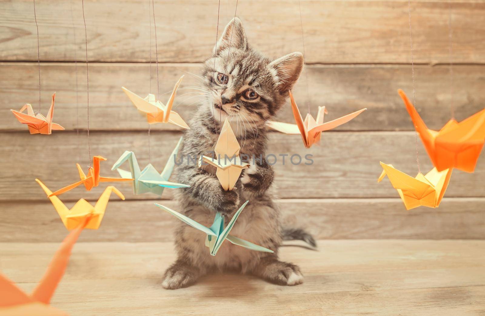 Curiosity little kitten playing with colorful paper origami birds cranes and looking at camera on wooden background