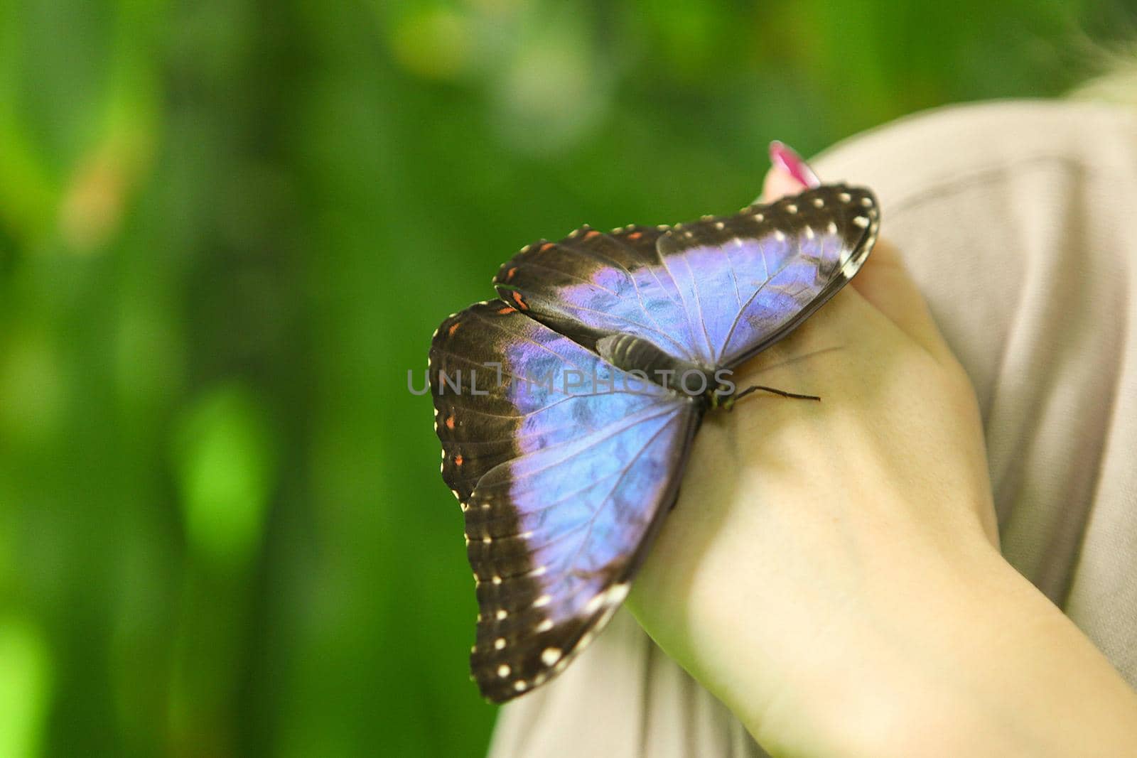 Beautiful big blue butterfly Papilio Nireus on a women hand on green background. Tropical, exotic insects - wild life