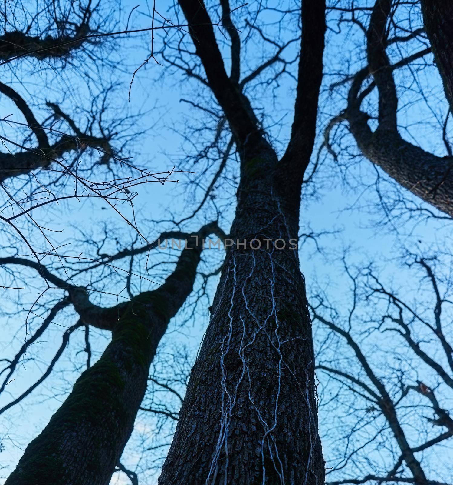 Mysterious trees without leaves in late autumn on background of blue sky