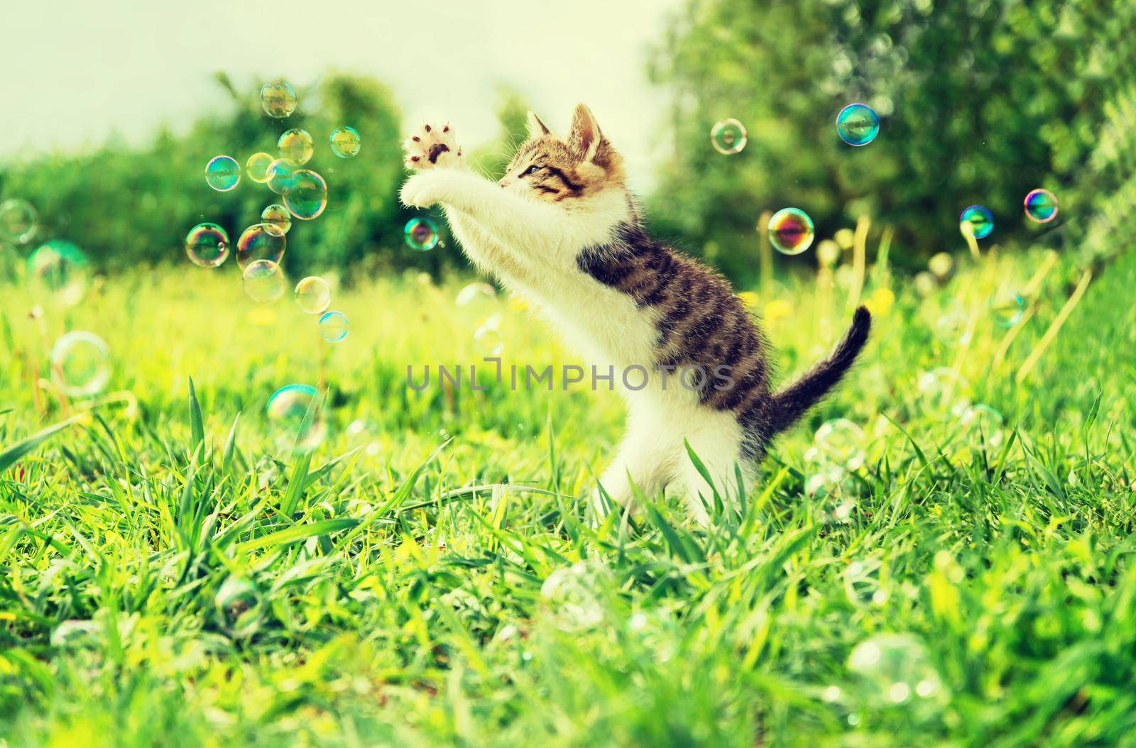 Cute little kitten playing with soap bubbles on summer grass outdoor