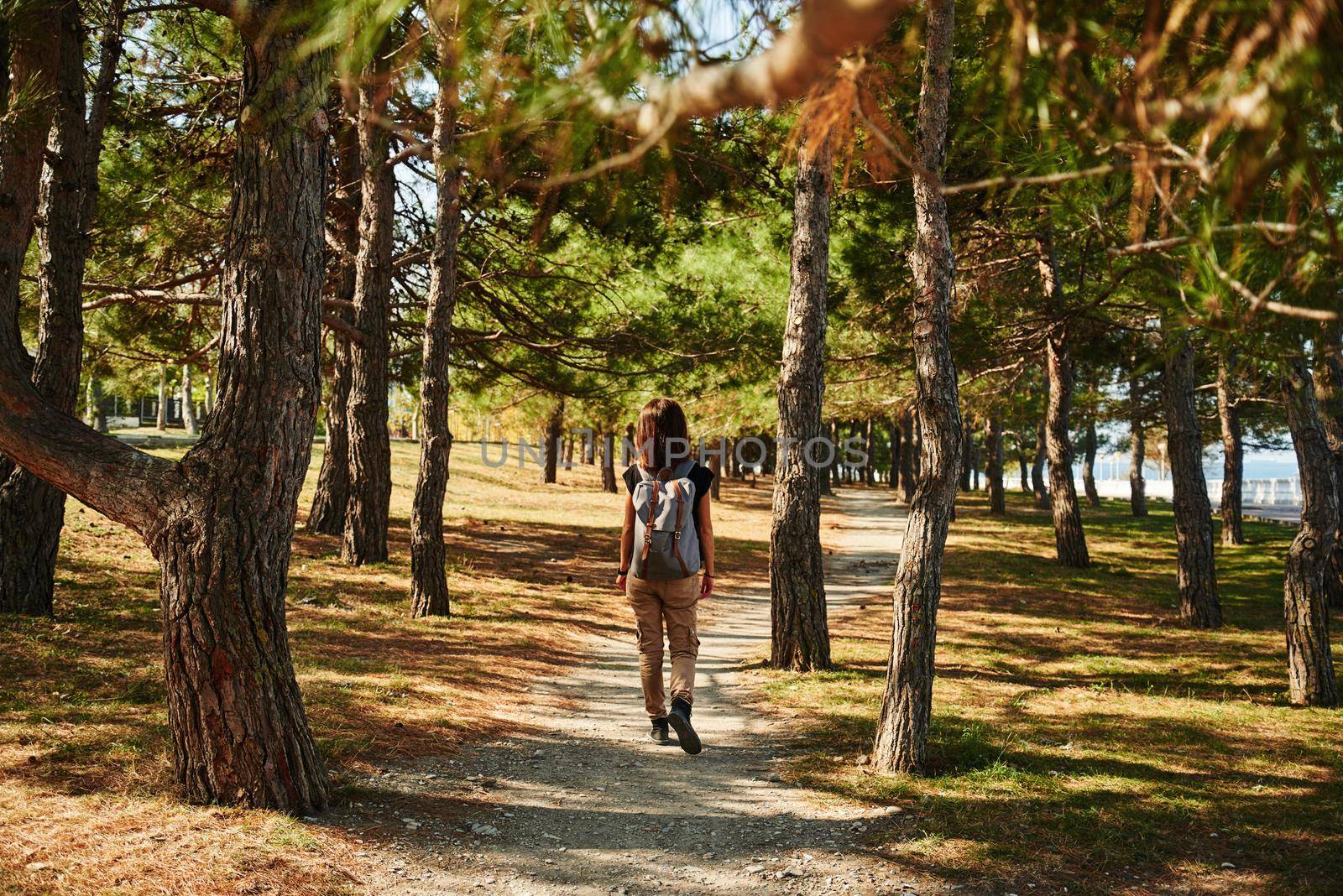 Tourist woman walking in pine tree park at sunny day, rear view