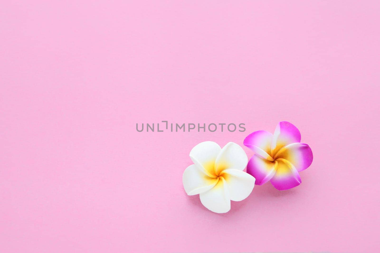 tropical flowers seamless plain background with white and pink frangipani flower, floral texture for wallpaper or backdrop. spring floral concept for decorations with copy space for text