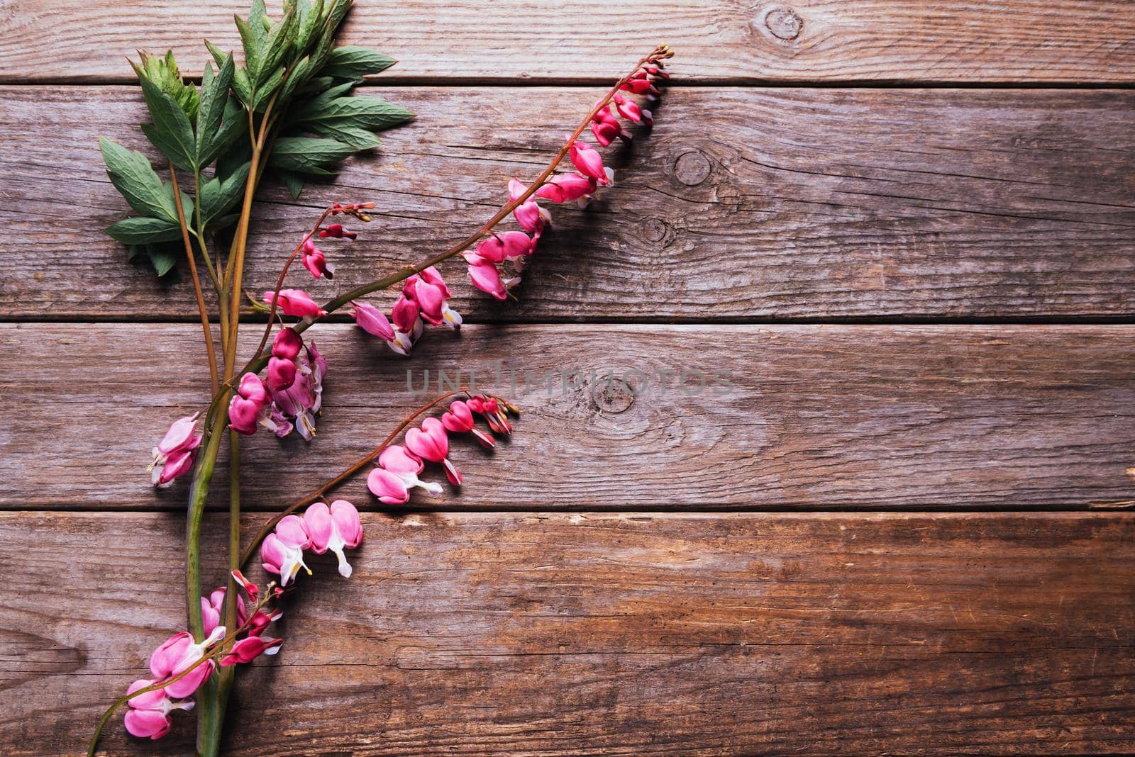 Branch of flower red bleeding heart on wooden table, top view. Space for text in right part of image.