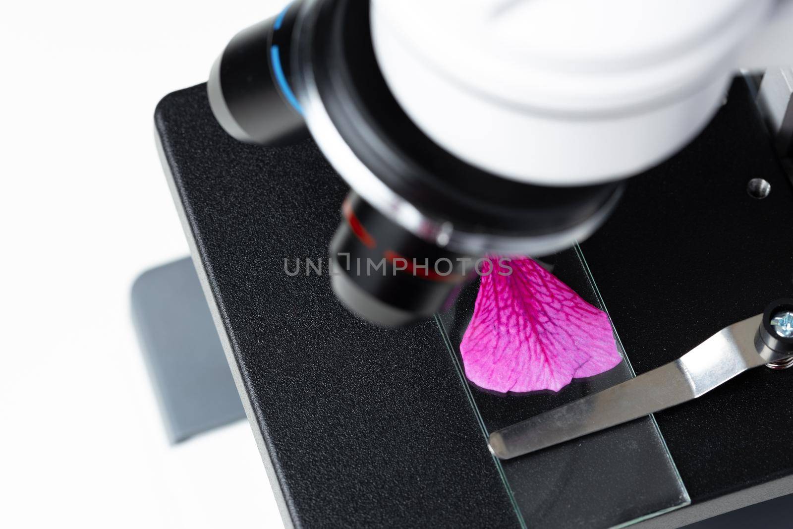 Pink flower leaf on a glass slide on a microscope, close up