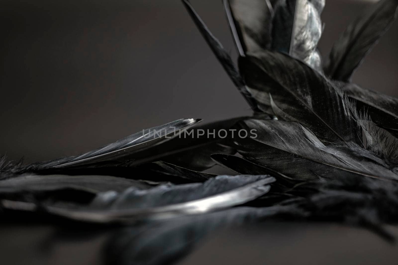 Black feather abstract background texture dark modern design, peace of bird wing concept