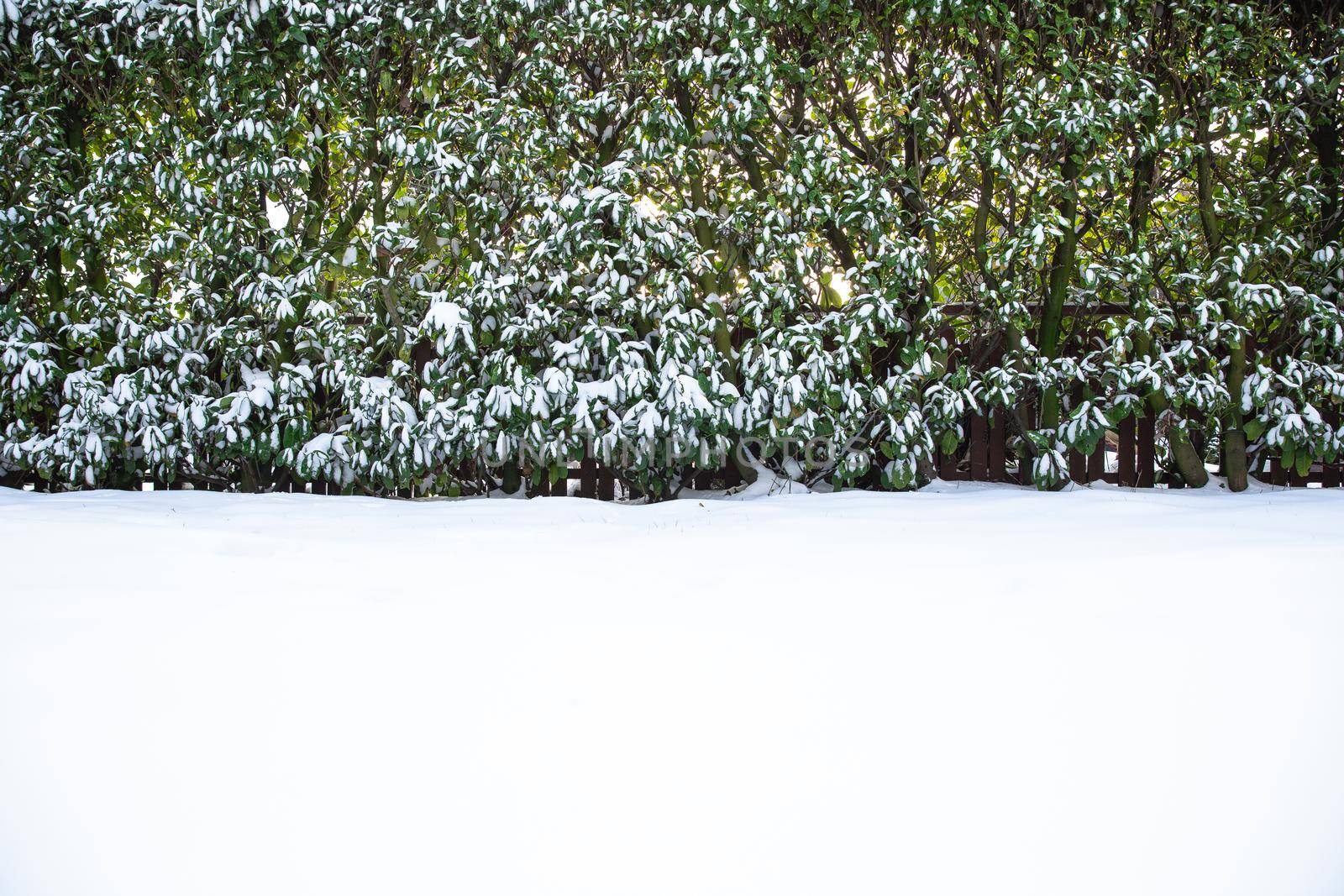 Snow covered lawn and hedge in the backyard in the winter, beautiful cozy nature landscape background with copy space colorful and bright light