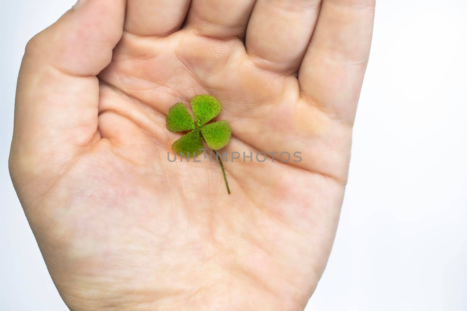 Isolated hand with green four leaf clover, sign of luck, sign of great fortune. closeup Clover four