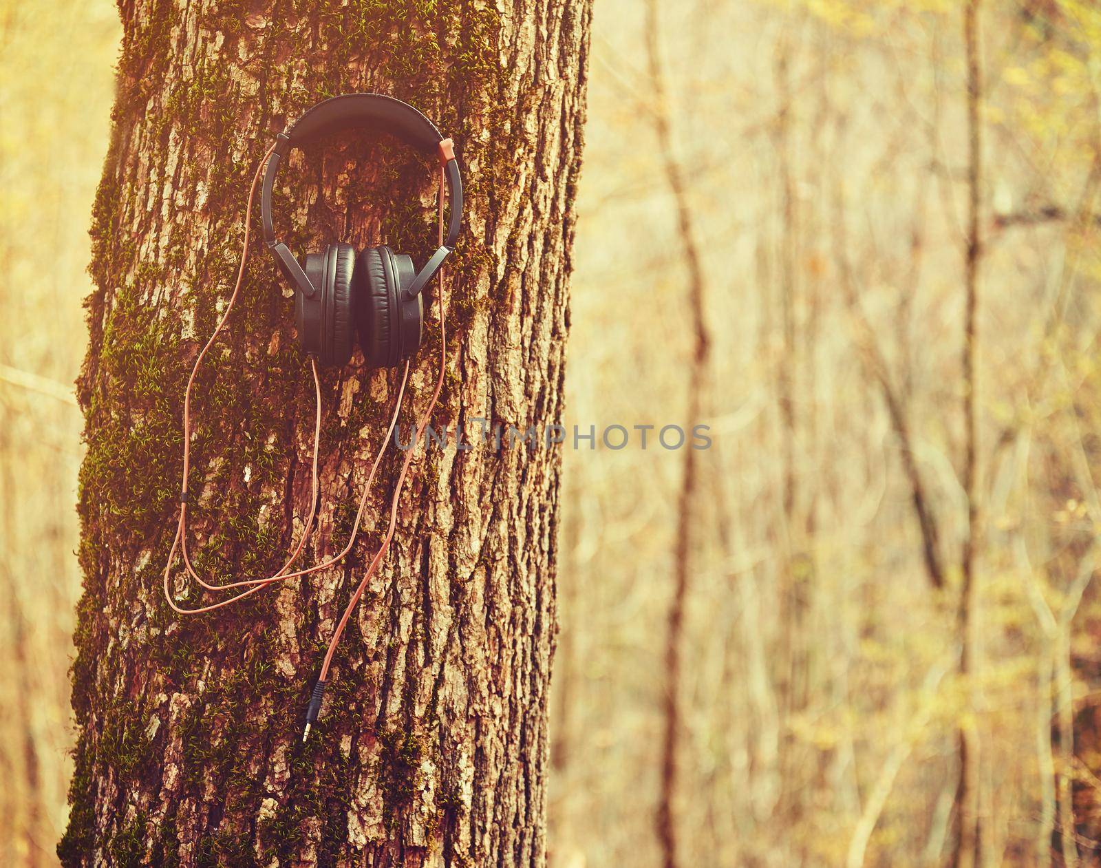 Headphones hanging on a tree in autumn forest, concept of nature music. With instagram filter