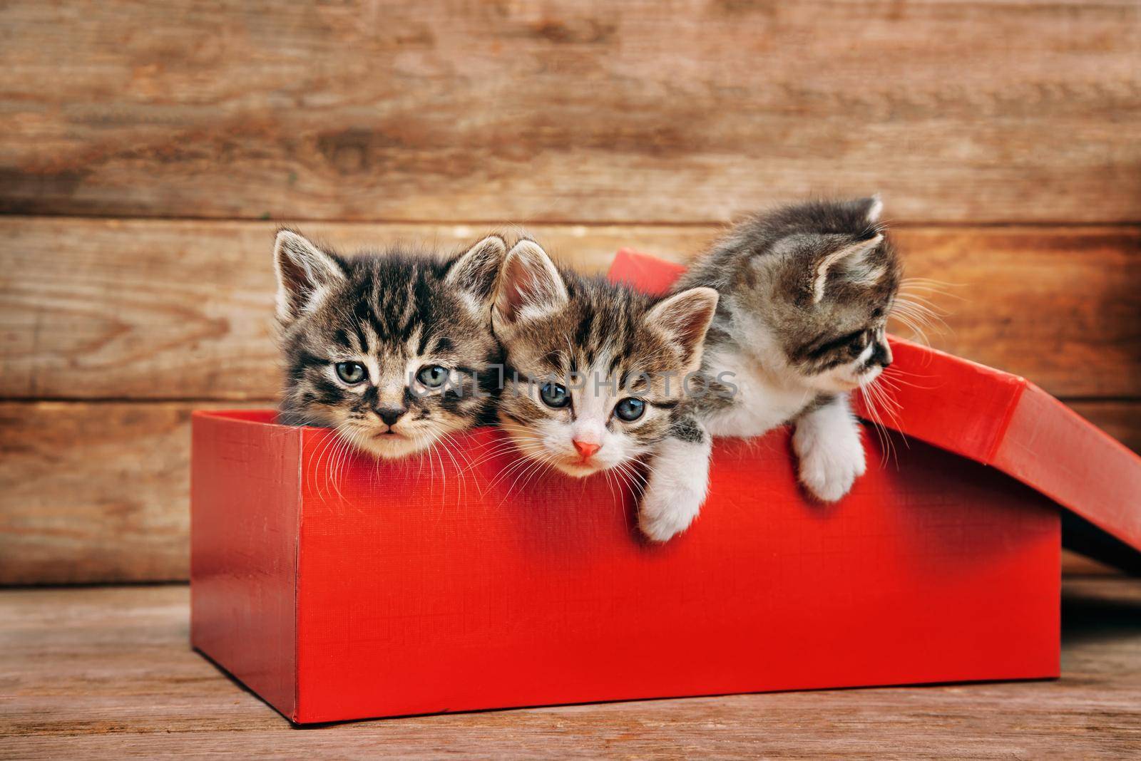 Three cute kittens in the red box on wooden background