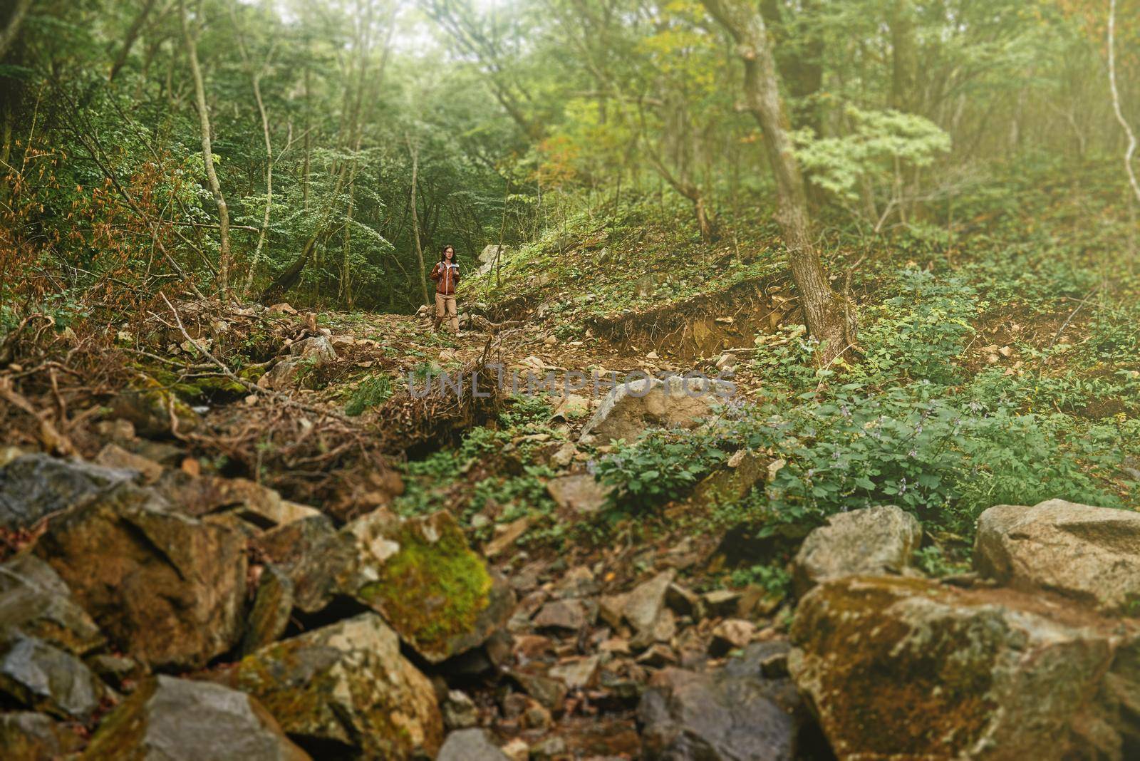 Hiker young woman walking in beautiful summer forest