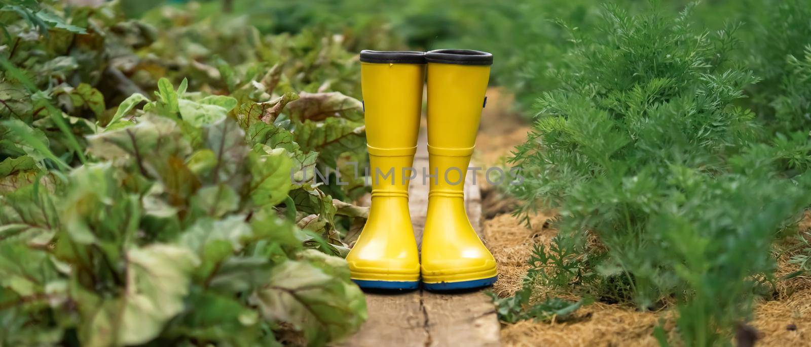 A closeup of yellow rubber boots in a green beautiful garden. Gardening boots on the wood plank on the ground