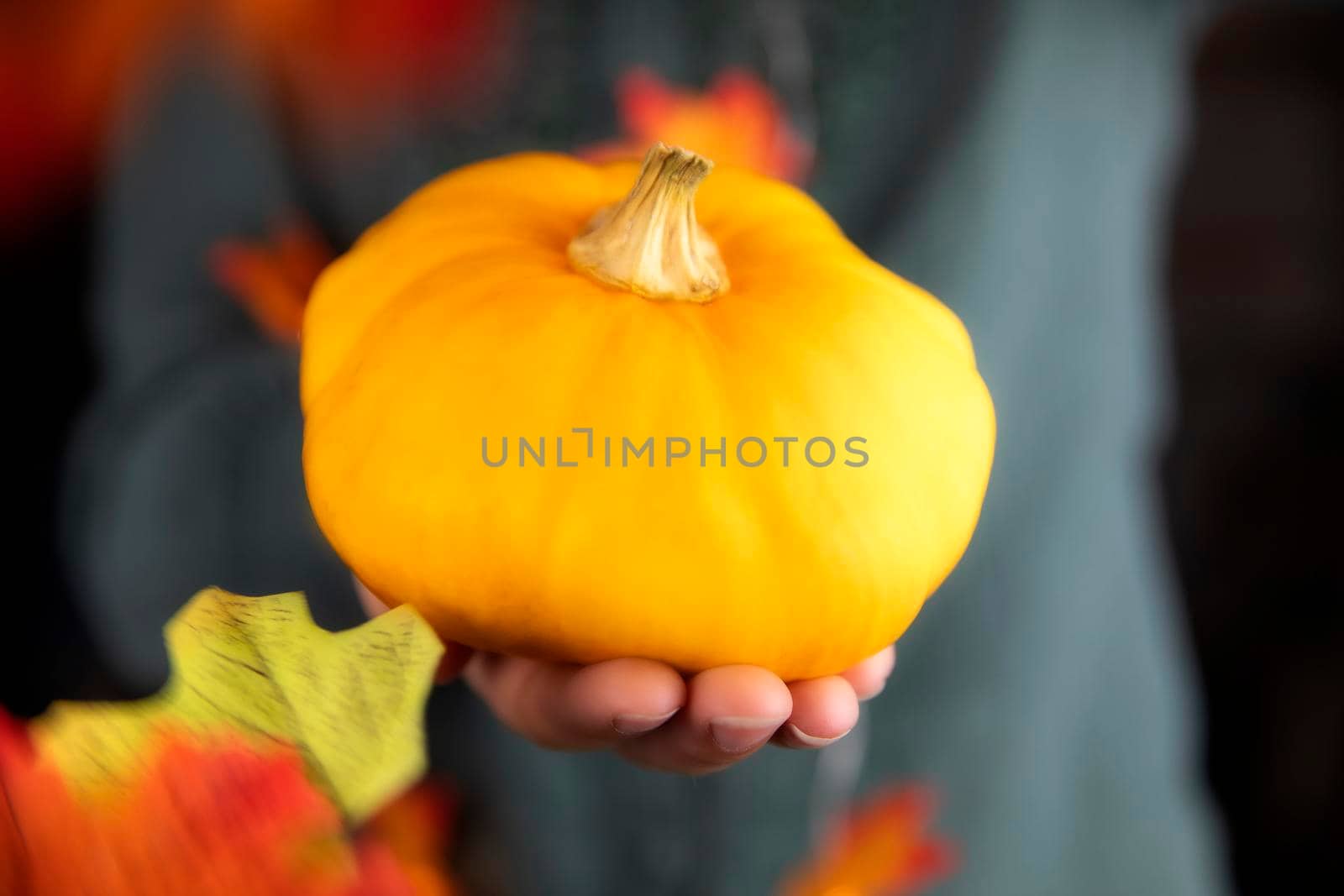 Human hands holding decorative orange pumpkin with falling autumn leaves, October,Fall,season and Halloween concept background close up