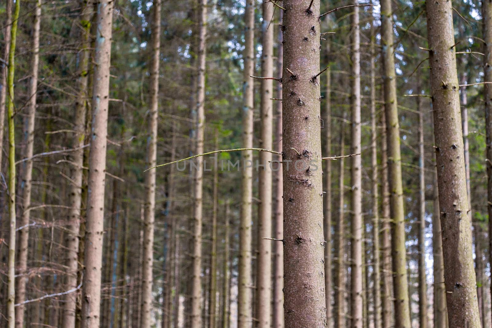 A grove of pine trees planted in a straight line, forest nature landscape background long and tall trunks closeup