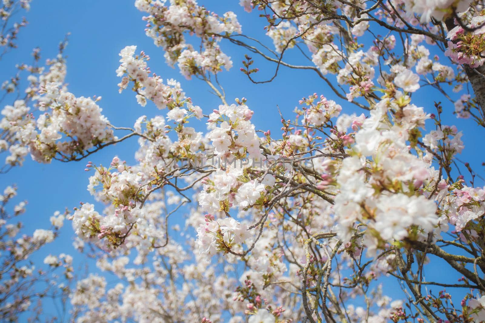 Beautiful colorful fresh spring flowers with clear blue sky. Cherry blossom bright pastel white and pink colors, summer and spring background full bloom close up cheerful nature