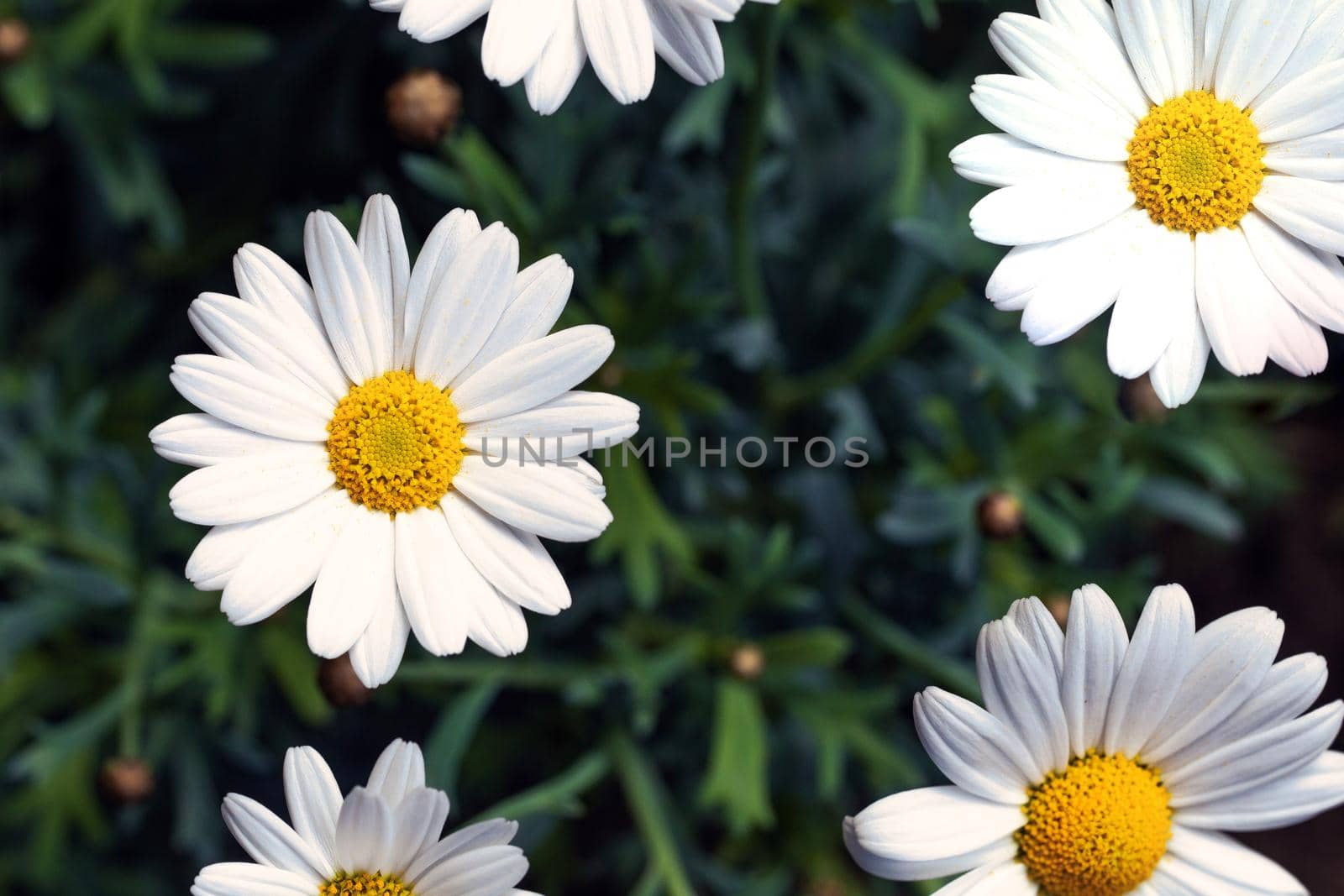 White Daisy flowers, Chamomiles background top view, spring nature,flowers background modern design by Annebel146