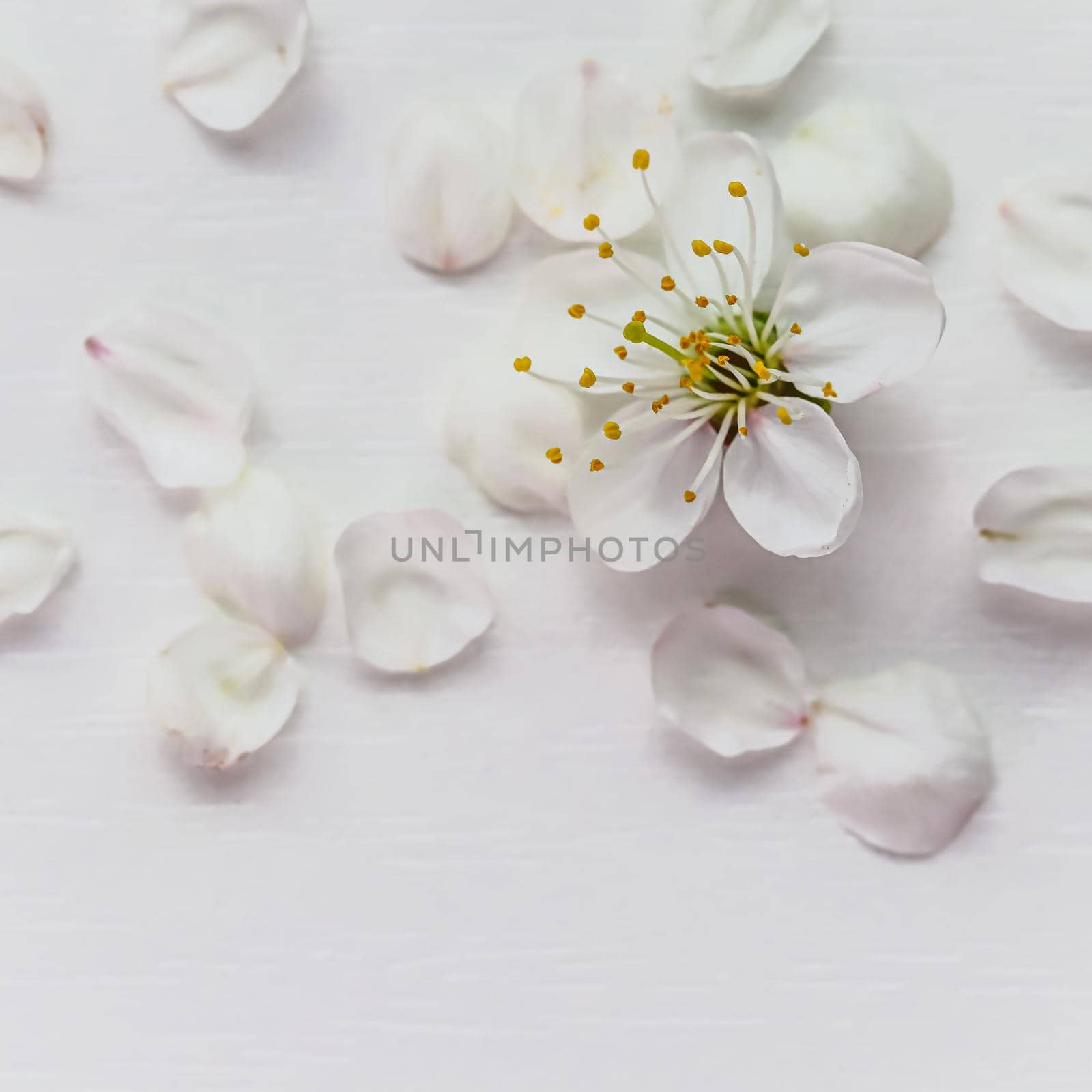 Cherry or plum flower with petals on a white background.