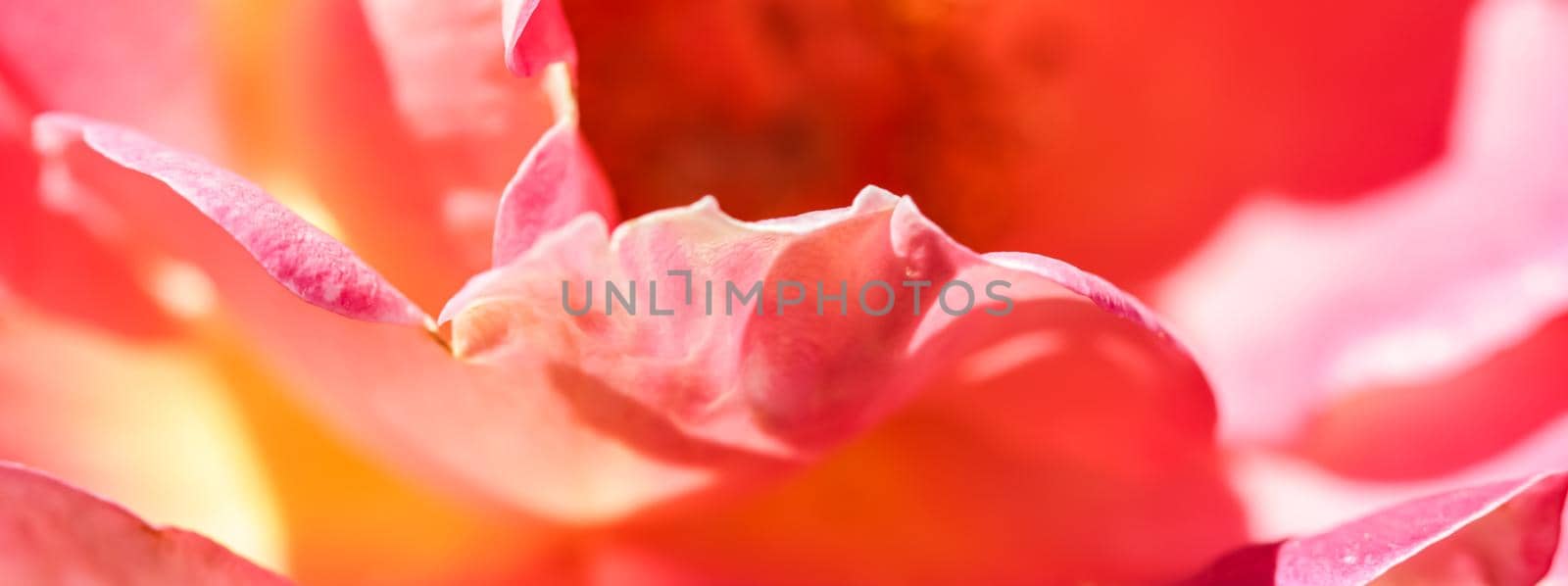 Botanical concept, invitation card - Soft focus, abstract floral background, red yellow rose flower. Macro flowers backdrop for holiday brand design