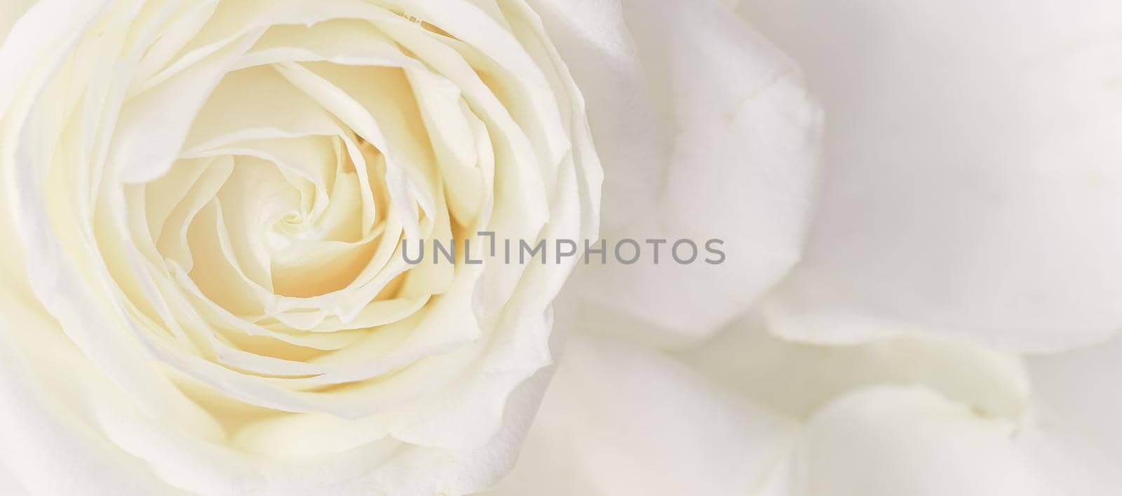 Botanical concept, wedding invitation card - Soft focus, abstract floral background, white rose flower. Macro flowers backdrop for holiday brand design