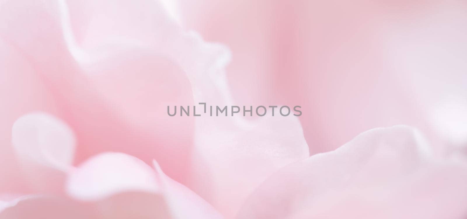 Botanical concept, wedding invitation card - Soft focus, abstract floral background, pink rose flower petals. Macro flowers backdrop for holiday brand design
