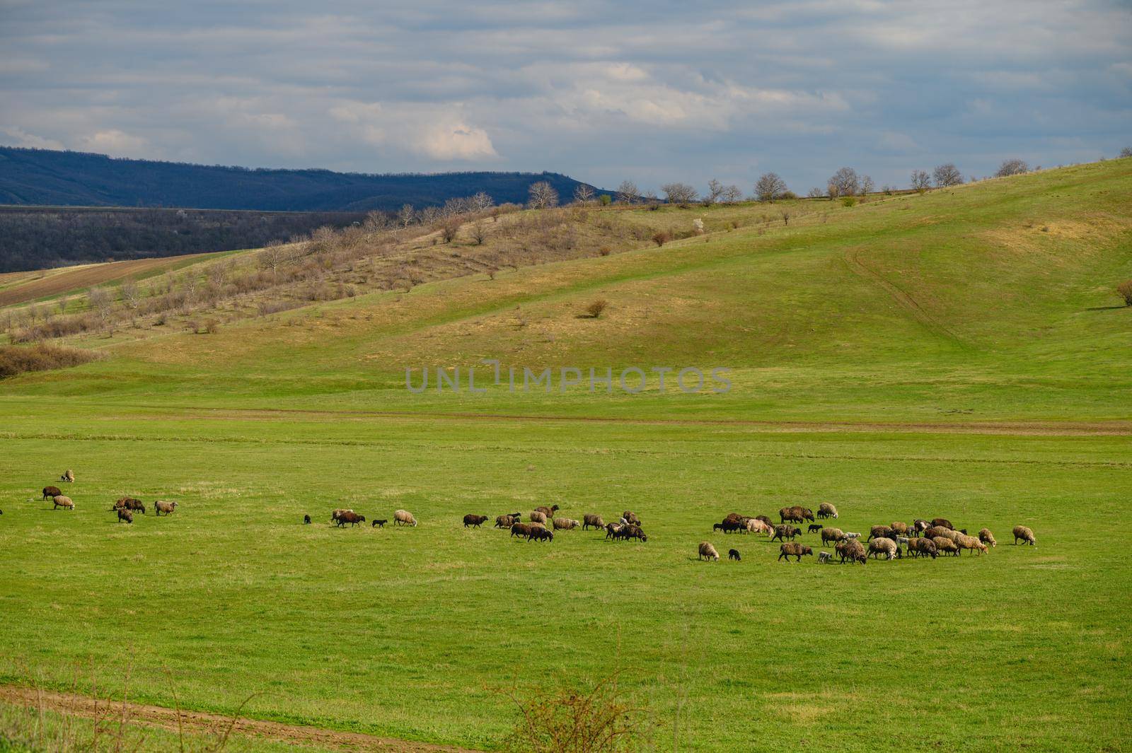 Sheep herd grazing a a meadow among green hills in Moldova