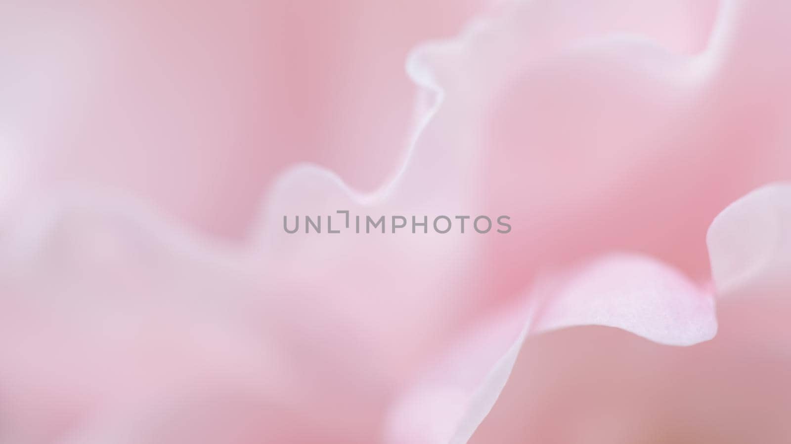 Botanical concept, wedding invitation card - Soft focus, abstract floral background, pink rose flower petals. Macro flowers backdrop for holiday brand design