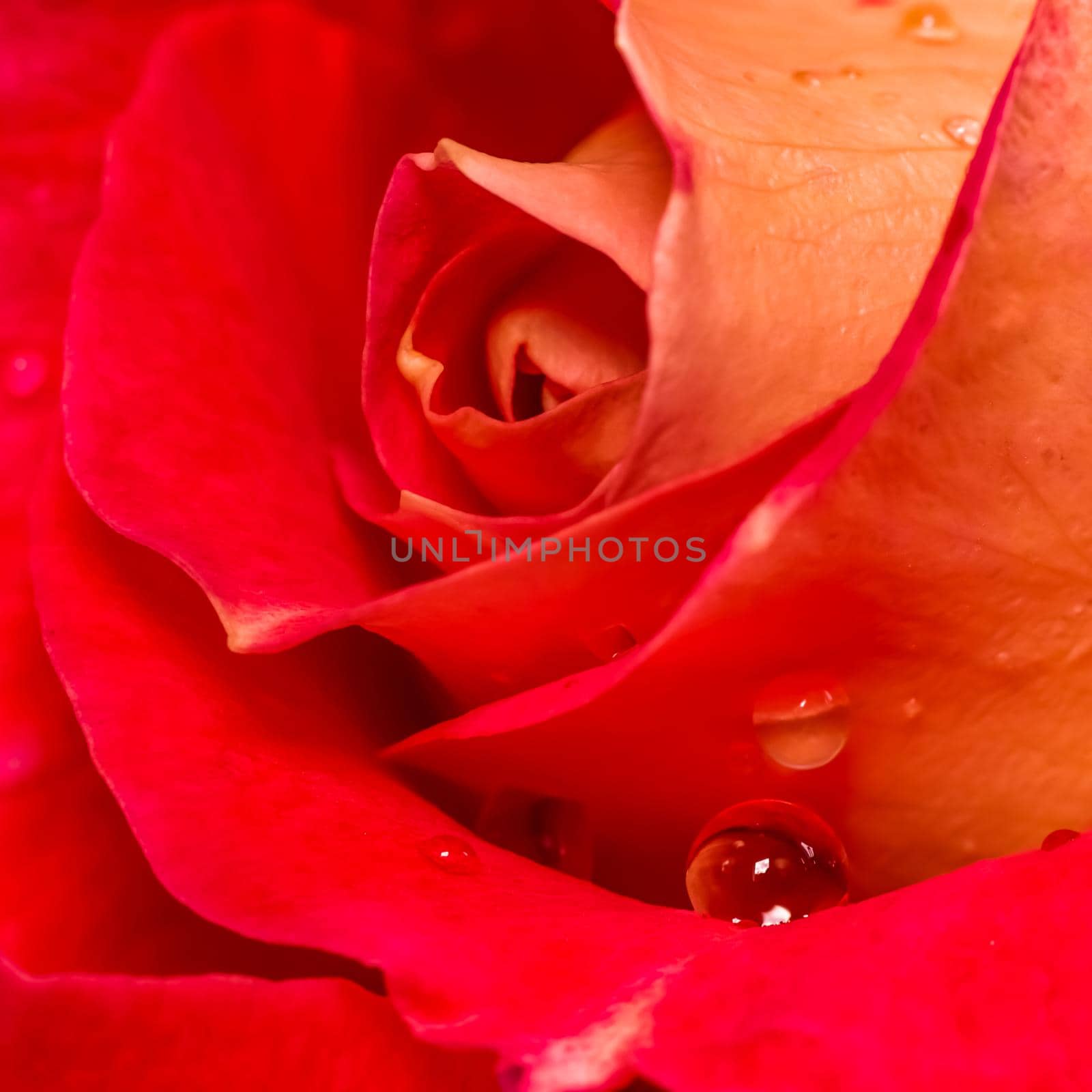 Beautiful red rose with dew drops. Perfect for greeting card background. by Olayola