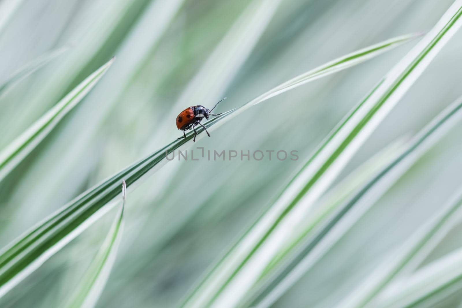 Ladybug on the decorative green and white grass. Arrhenatherum elatius bulbosum variegatum. Natural background.