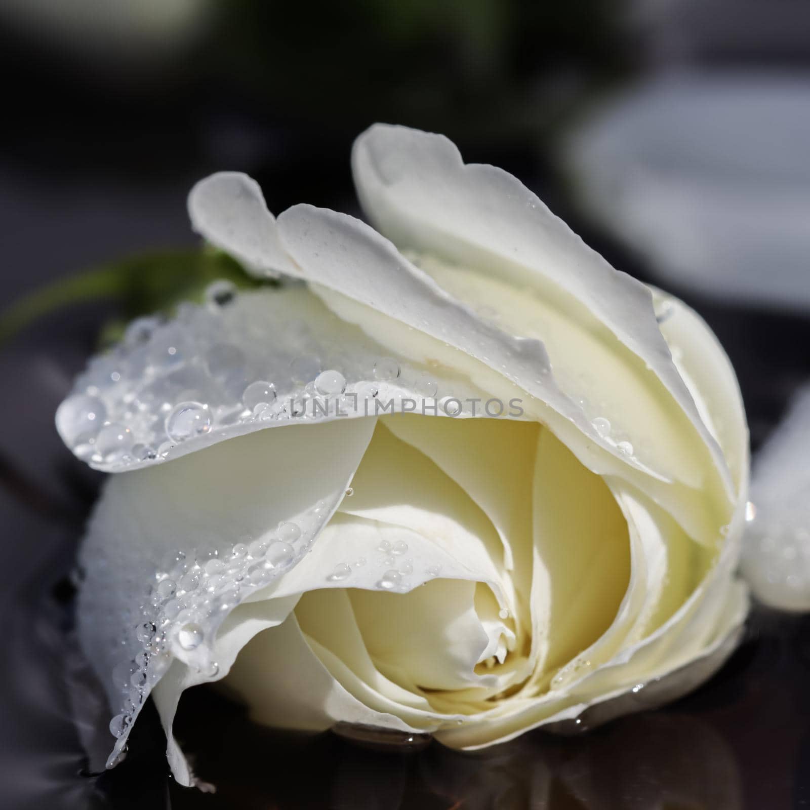 White rose and petals on the water. Aromatherapy and spa concept by Olayola