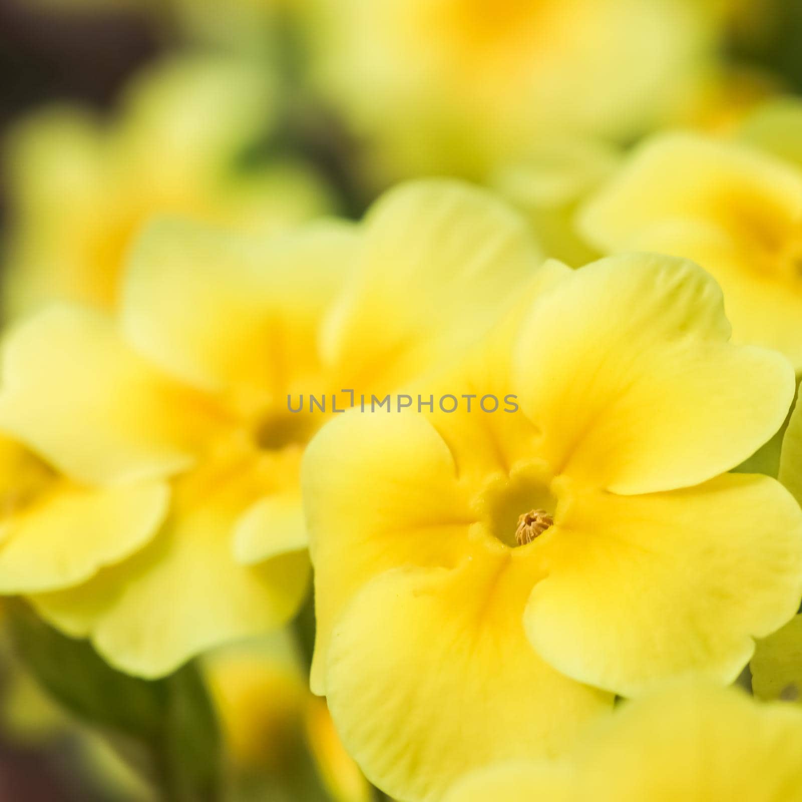 Blooming yellow primrose in the spring garden.