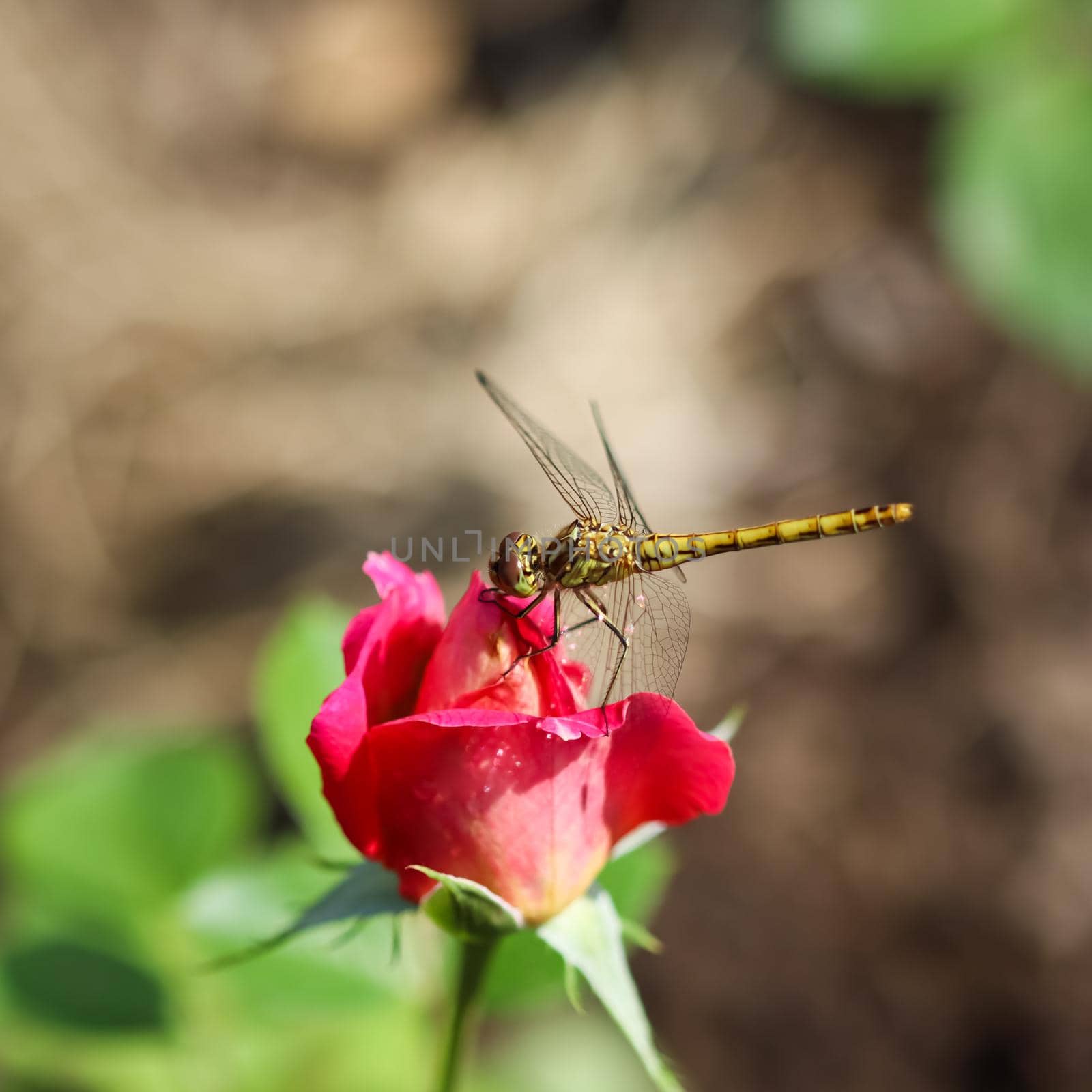 Dragonfly on a red flower rose in sunny garden. by Olayola