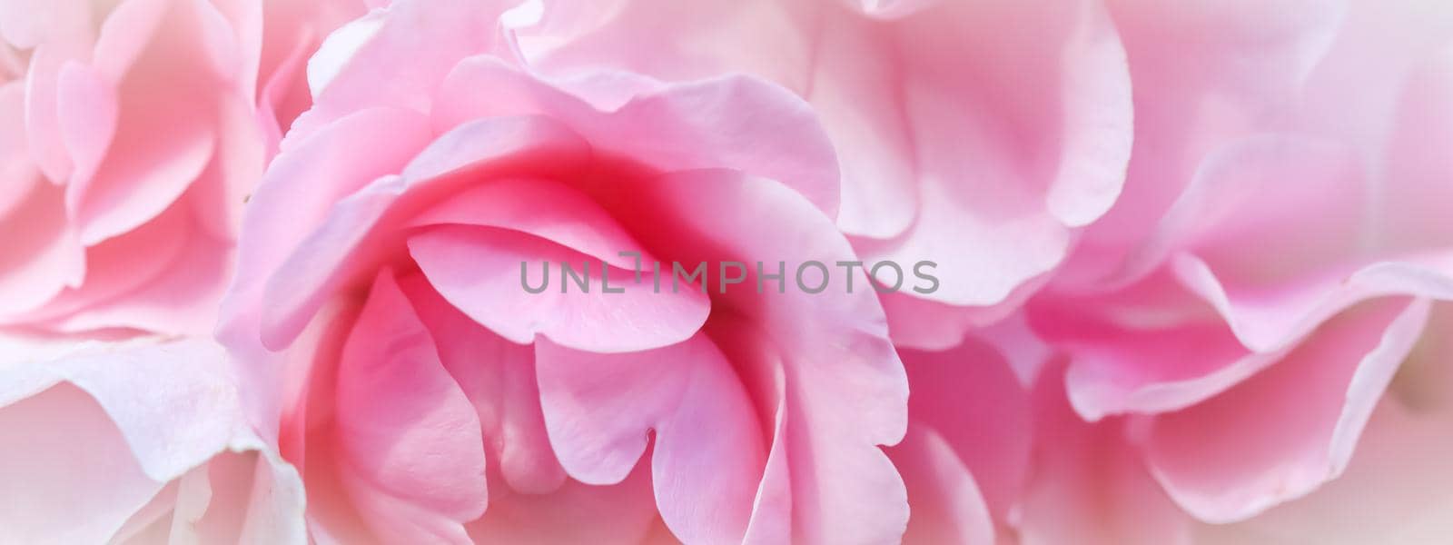 Botanical concept, wedding invitation card - Soft focus, abstract floral background, pink rose flower. Macro flowers backdrop for holiday brand design