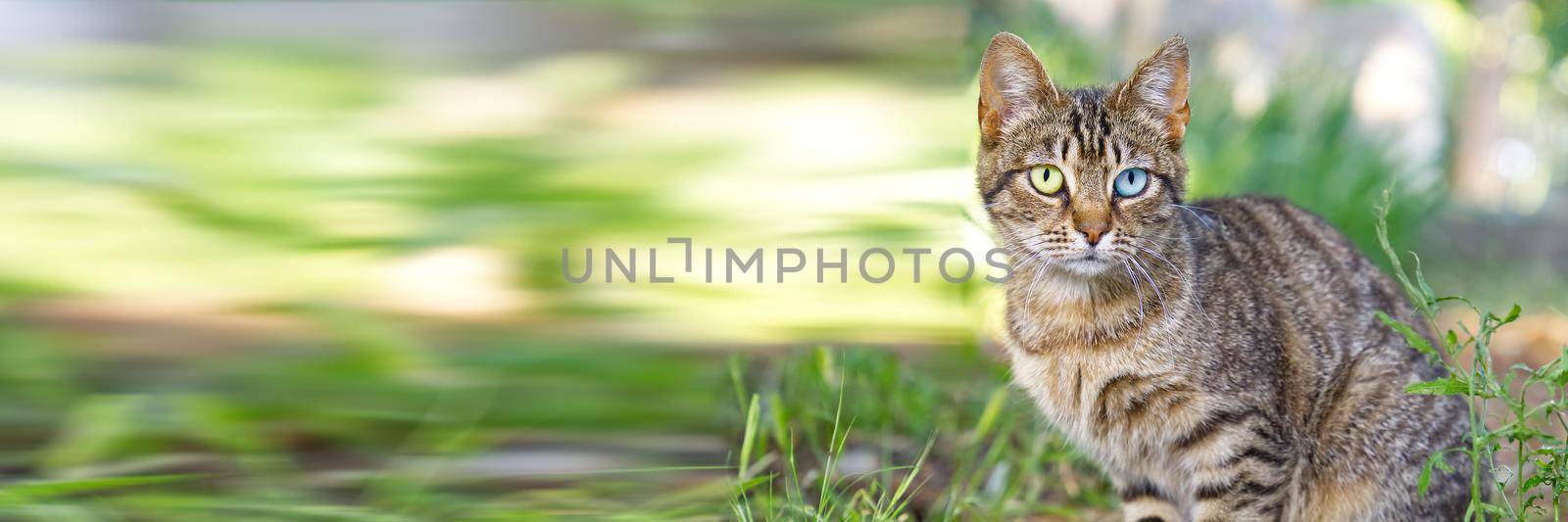 Close up portrait of striped brown cat with eyes of different colors blue and green looking to camera on green background. Pets walking outdoor adventure. non-pedigree cats in garden.