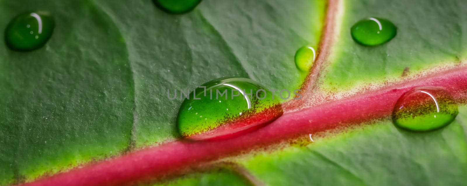 Abstract green background. Macro Croton plant leaf with water drops. Natural backdrop for brand design