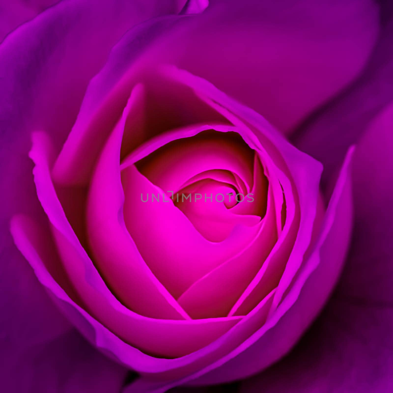 Abstract floral background, purple rose flower petals. Macro flowers backdrop for holiday design. Soft focus by Olayola