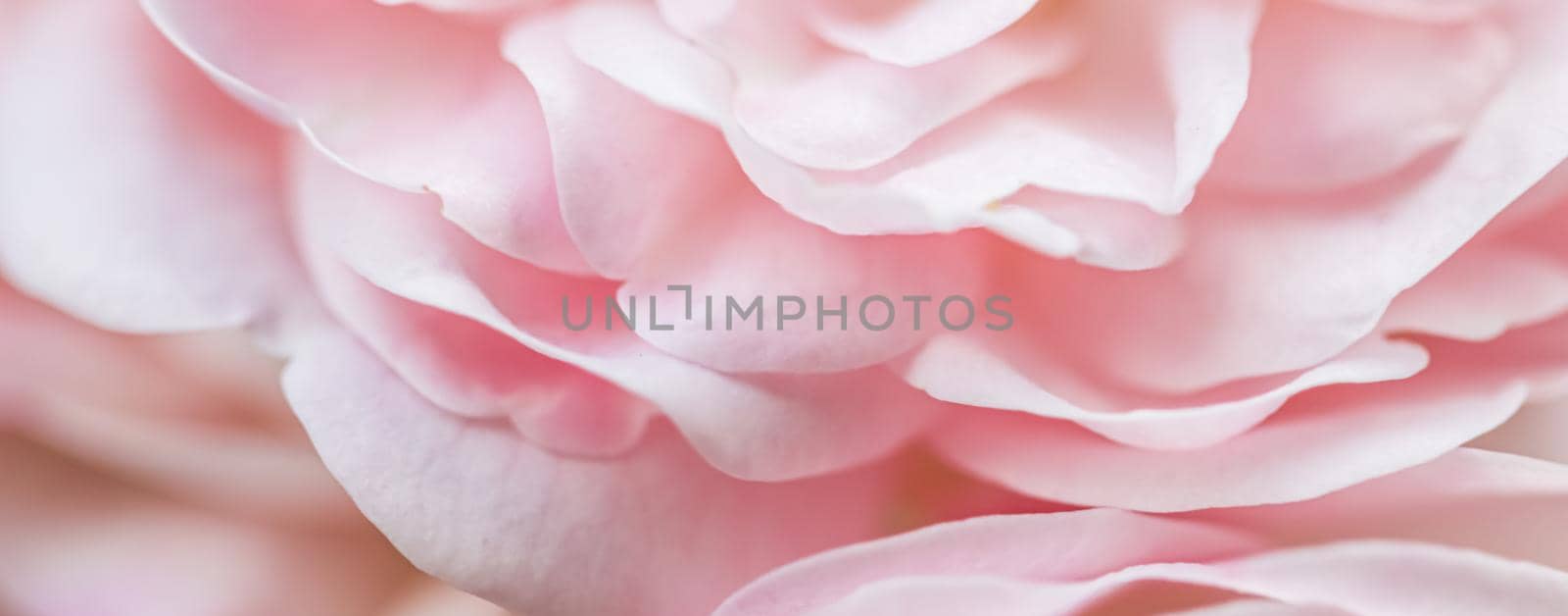 Botanical concept, wedding invitation card - Soft focus, abstract floral background, pale pink rose petals. Macro flower backdrop for holiday brand design