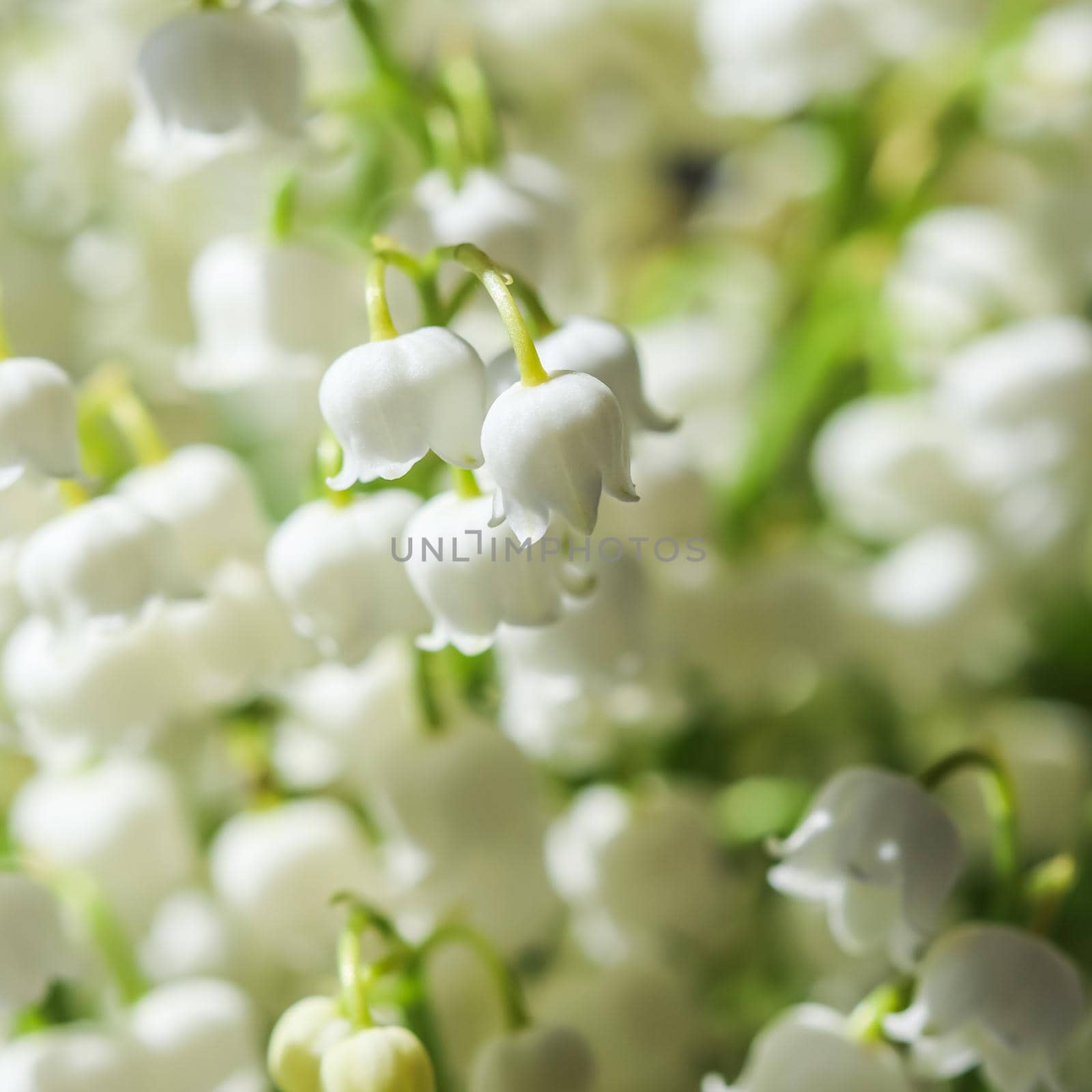 Blooming lily of the valley flowers. Natural floral background. Selective focus