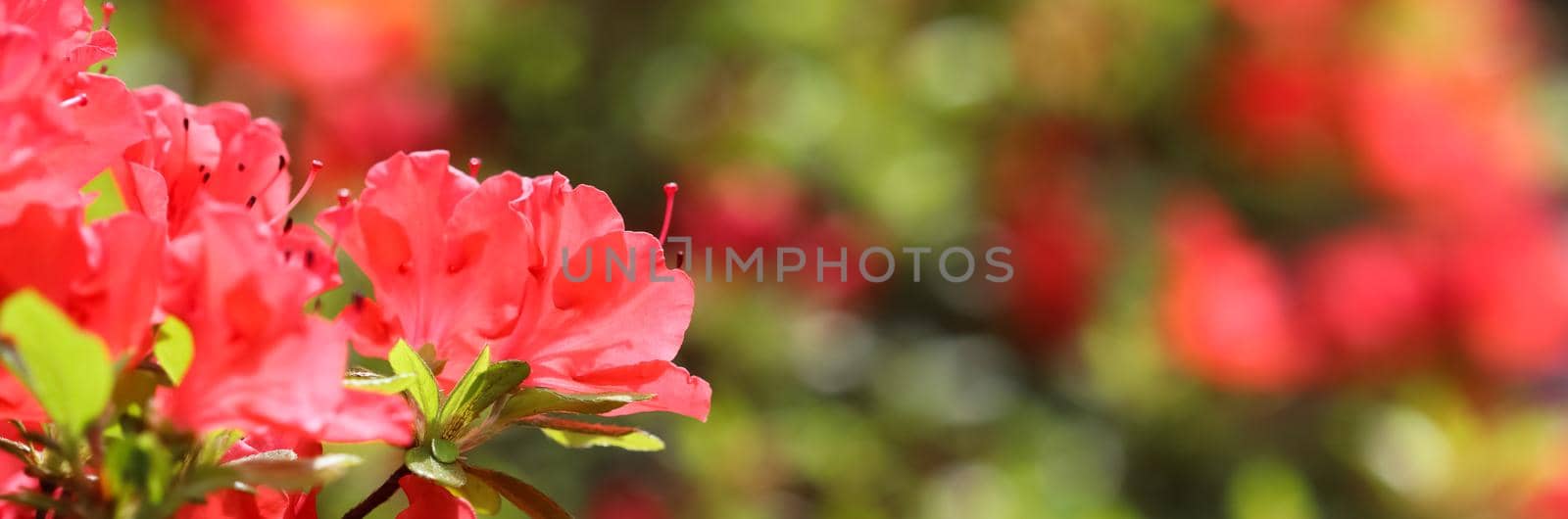 Opening of beautiful red azalea flower in spring garden. Gardening concept. Floral background