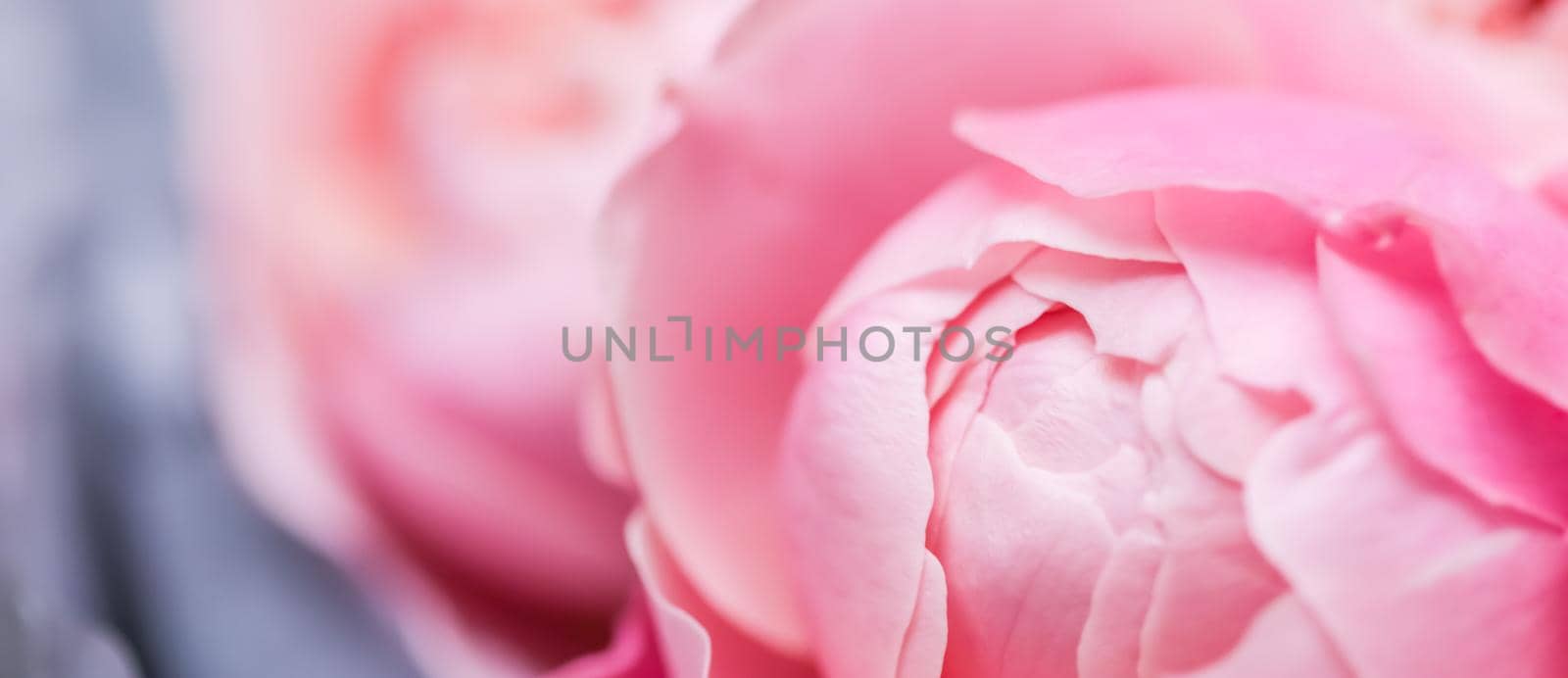 Botanical concept, wedding invitation card - Soft focus, abstract floral background, pink rose flower petals. Macro flowers backdrop for holiday design