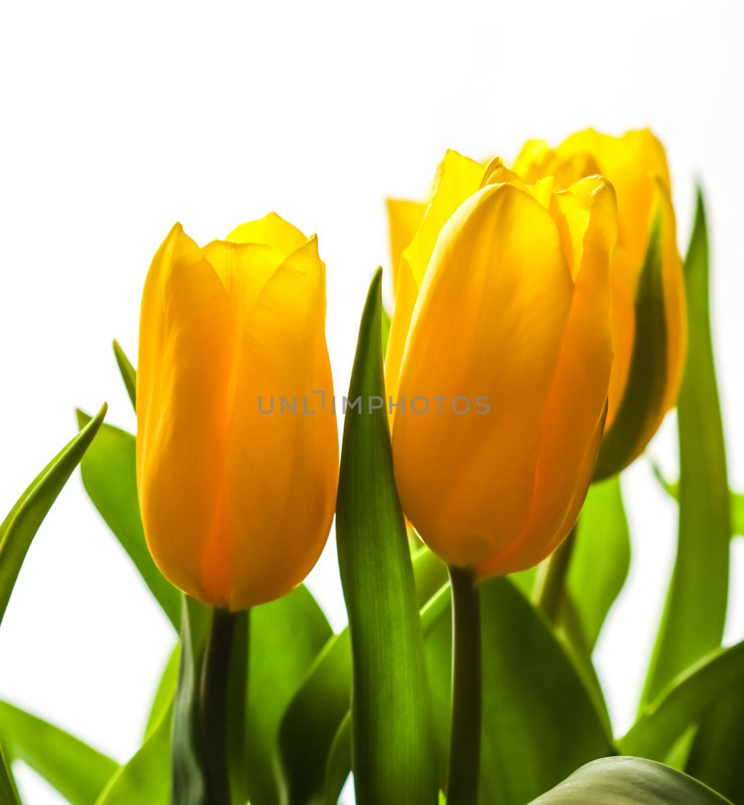 Bouquet of yellow tulips lit by sunlight on a white background by Olayola