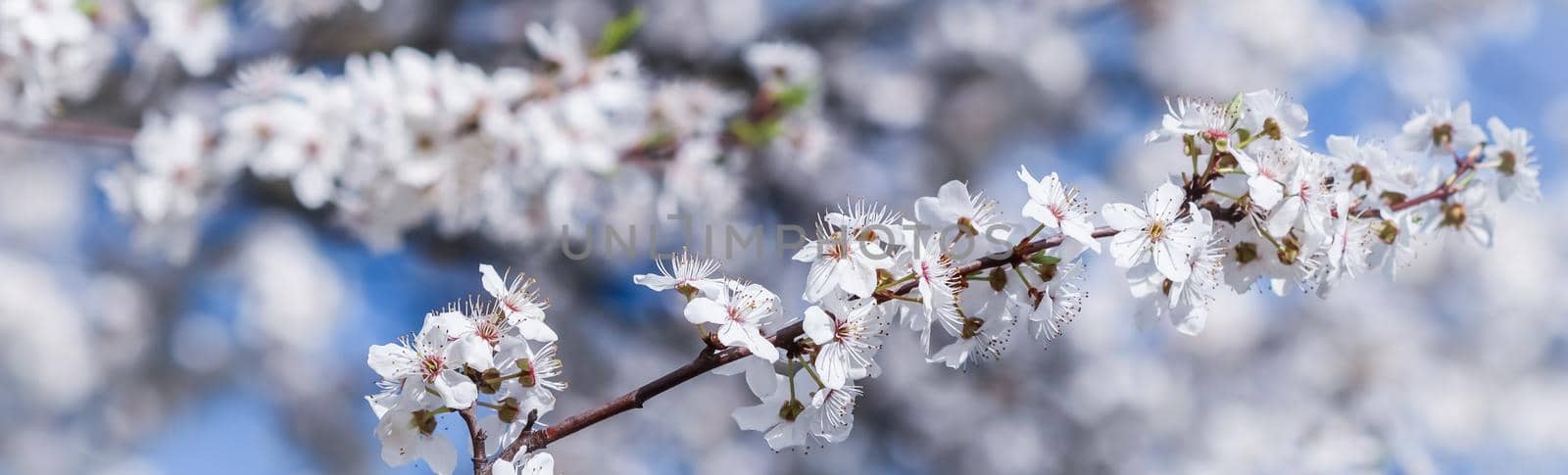 Cherry blossoms in spring. Beautiful white flowers against blue sky by Olayola