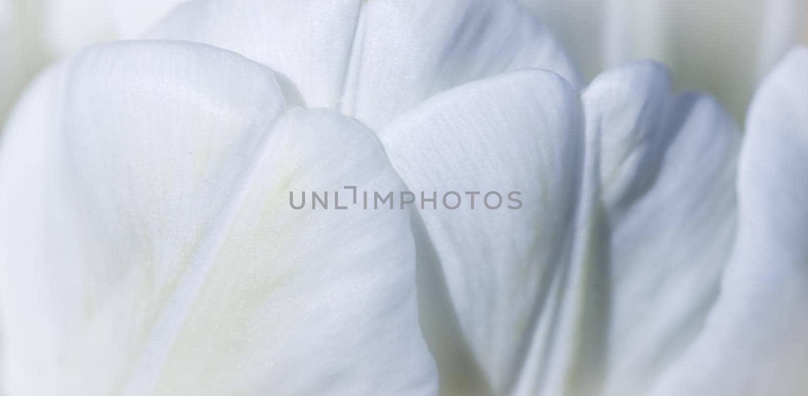 Abstract floral background, white tulip flower. Macro flowers backdrop for holiday brand design. Botanical concept
