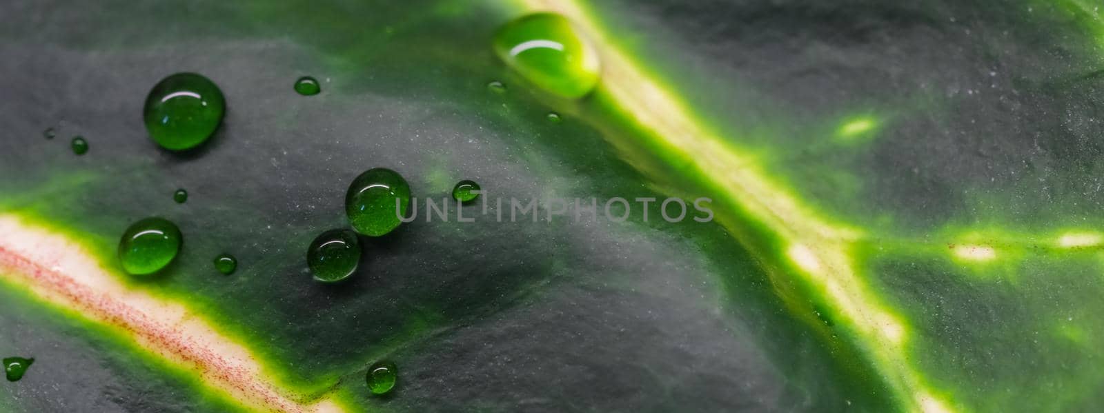 Abstract green background. Macro Croton plant leaf with water drops. Natural backdrop for brand design