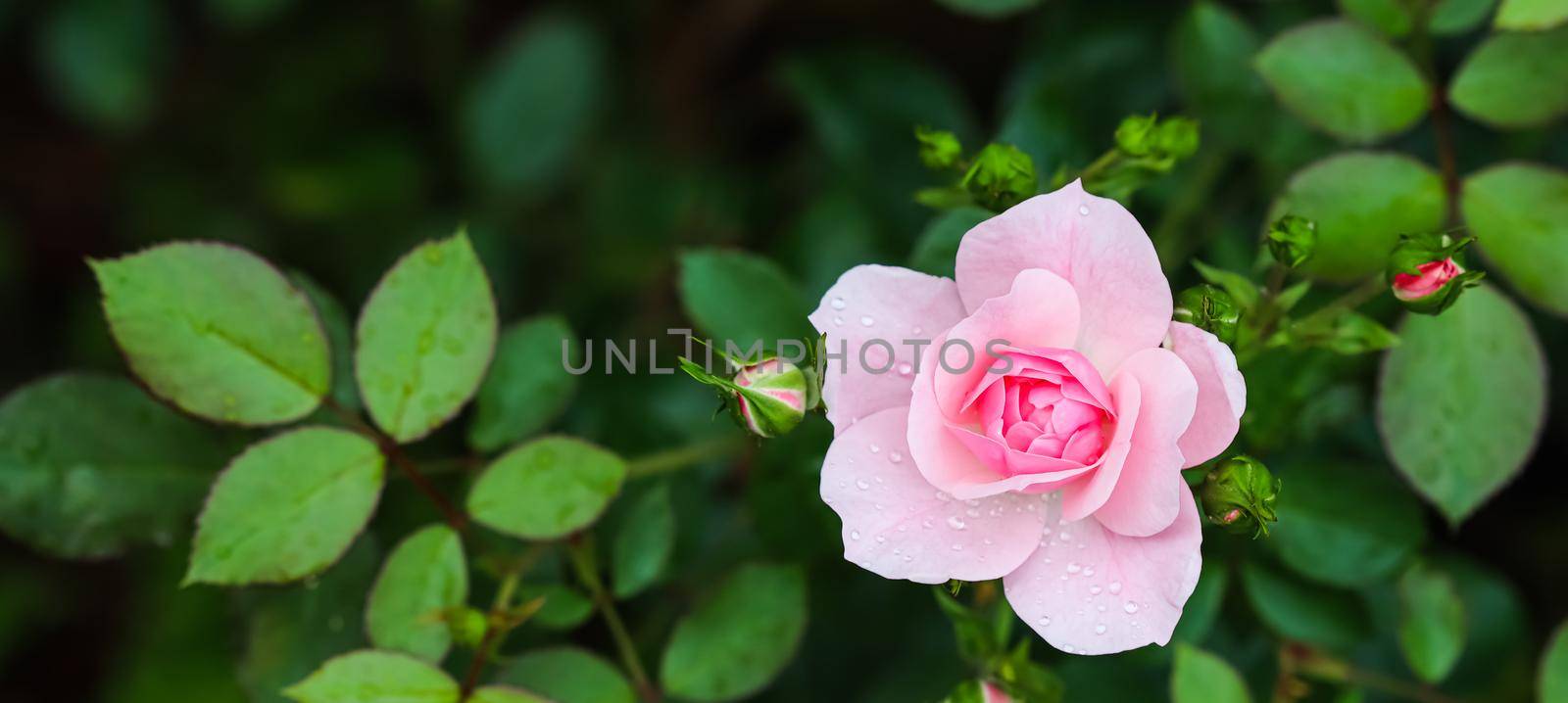 Soft pink rose Bonica with buds in the garden. Perfect for background of greeting cards for birthday, Valentine's Day and Mother's Day