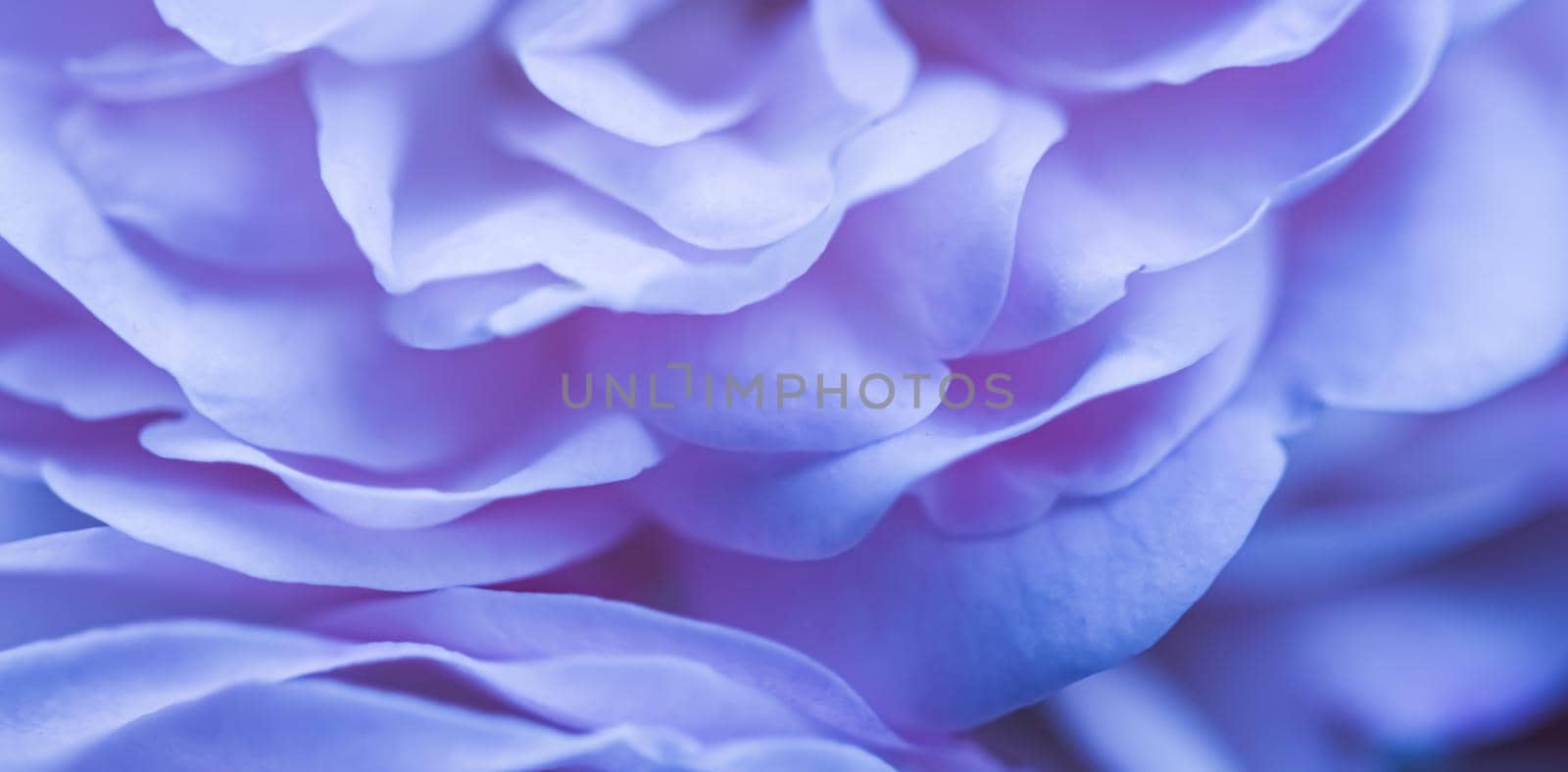 Soft focus, abstract floral background, blue rose flower petals. Macro flowers backdrop for holiday brand design by Olayola