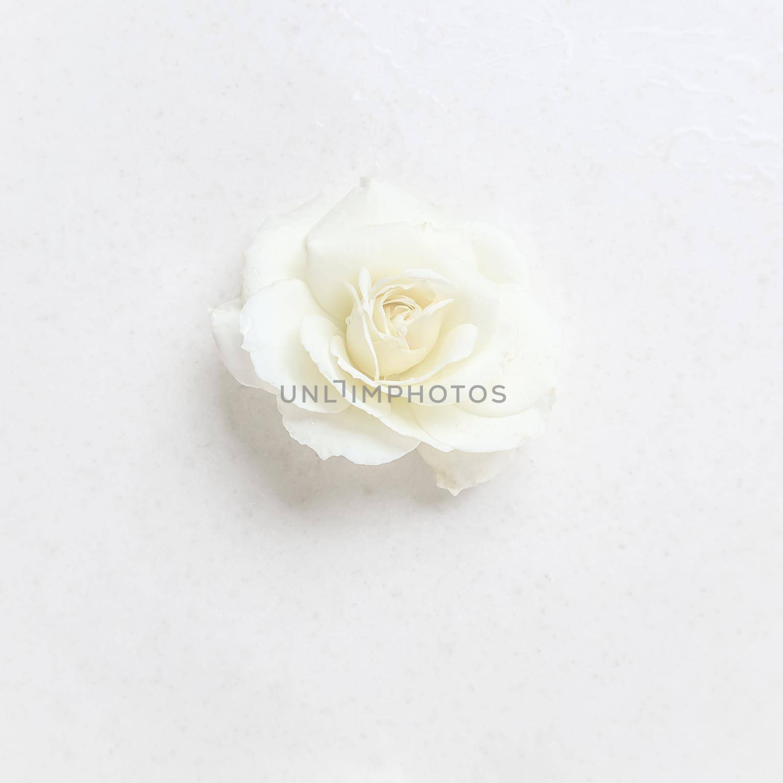 Beautiful white rose on white background. Ideal for greeting cards for wedding, birthday, Valentine's Day, Mother's Day by Olayola