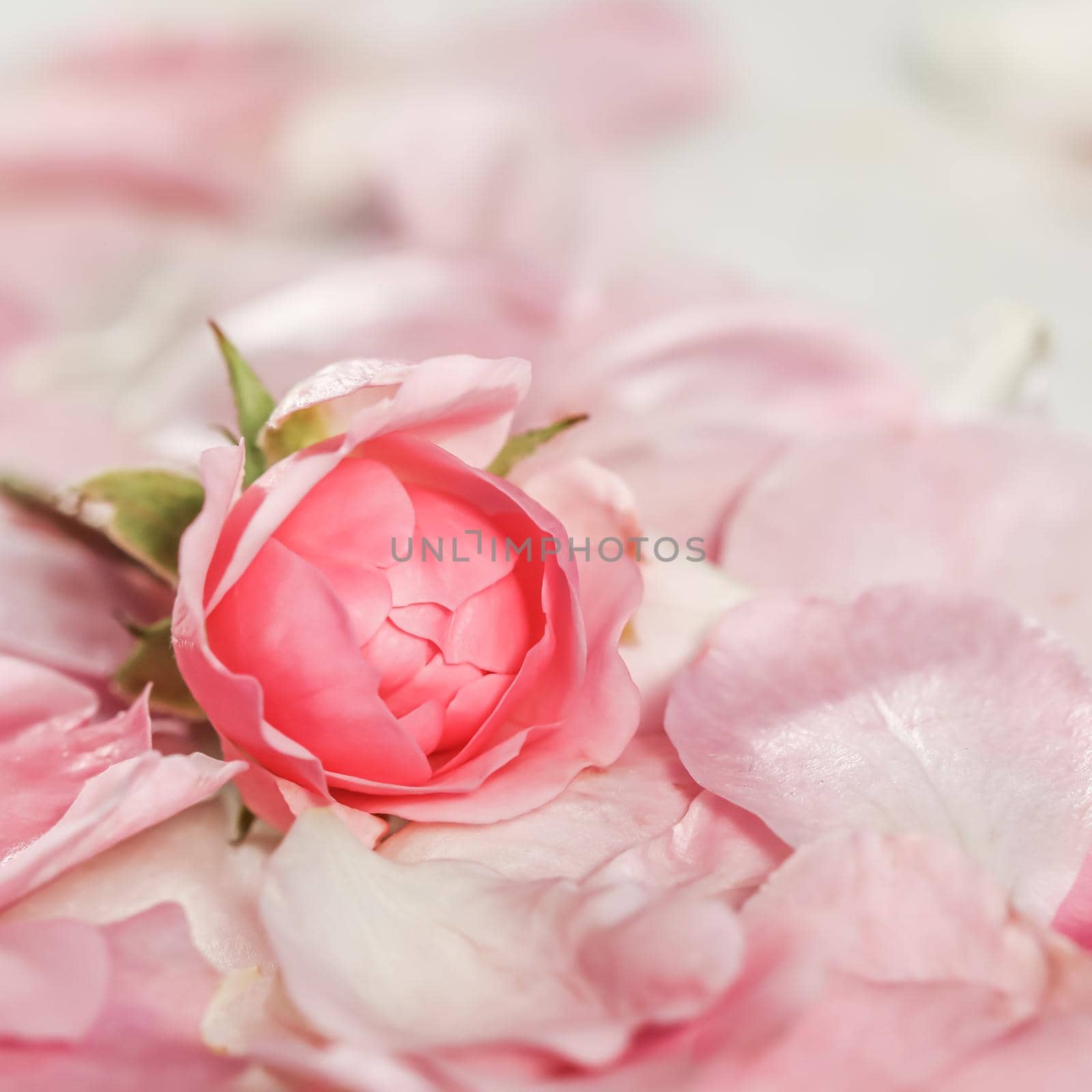 Botanical concept, invitation card - Soft focus, abstract floral background, bud of pink rose flower. Macro flowers backdrop for holiday brand design