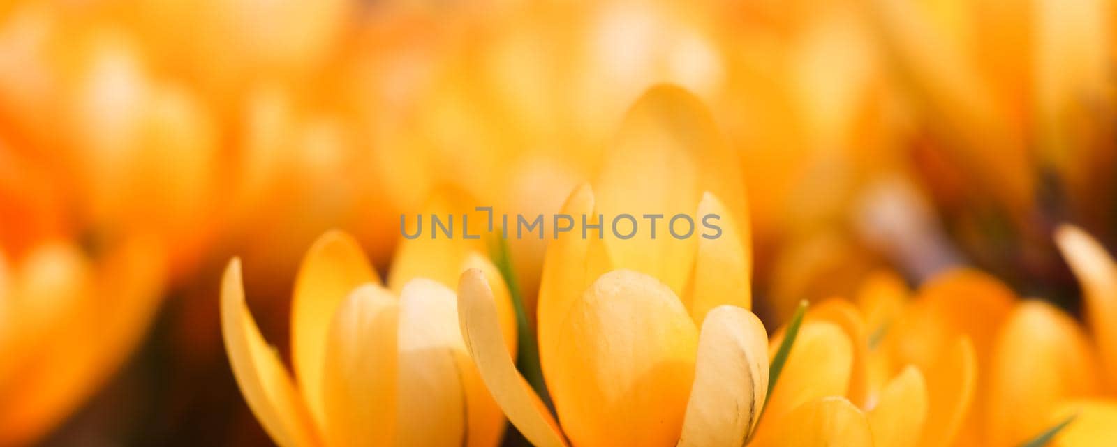 Abstract floral background, yellow crocus flowers. Macro flowers backdrop for holiday brand design